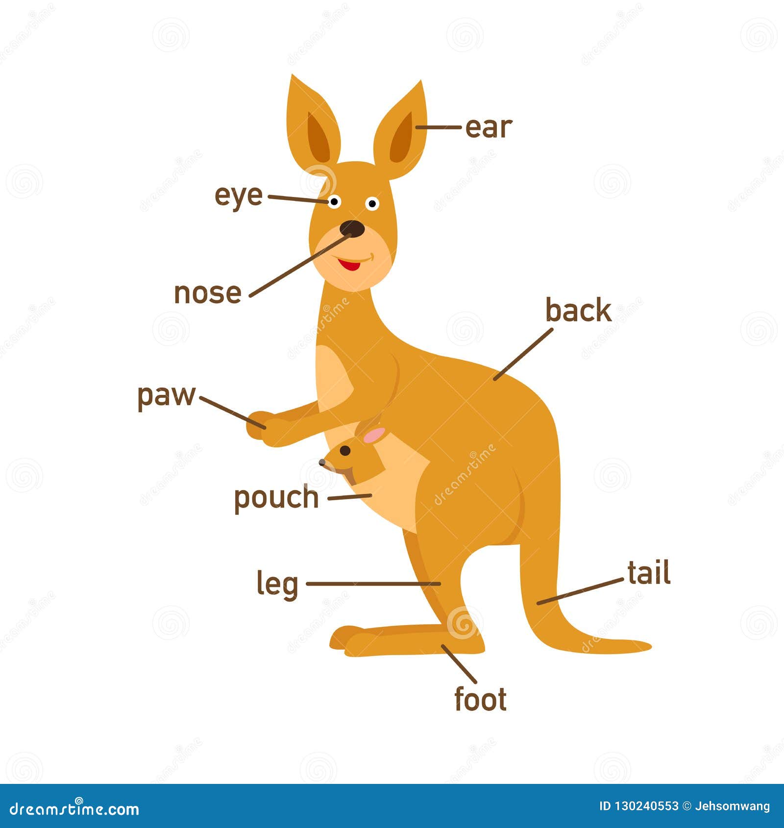 Kangaroo Vocabulary Part of Body.vector Stock Vector Illustration of
