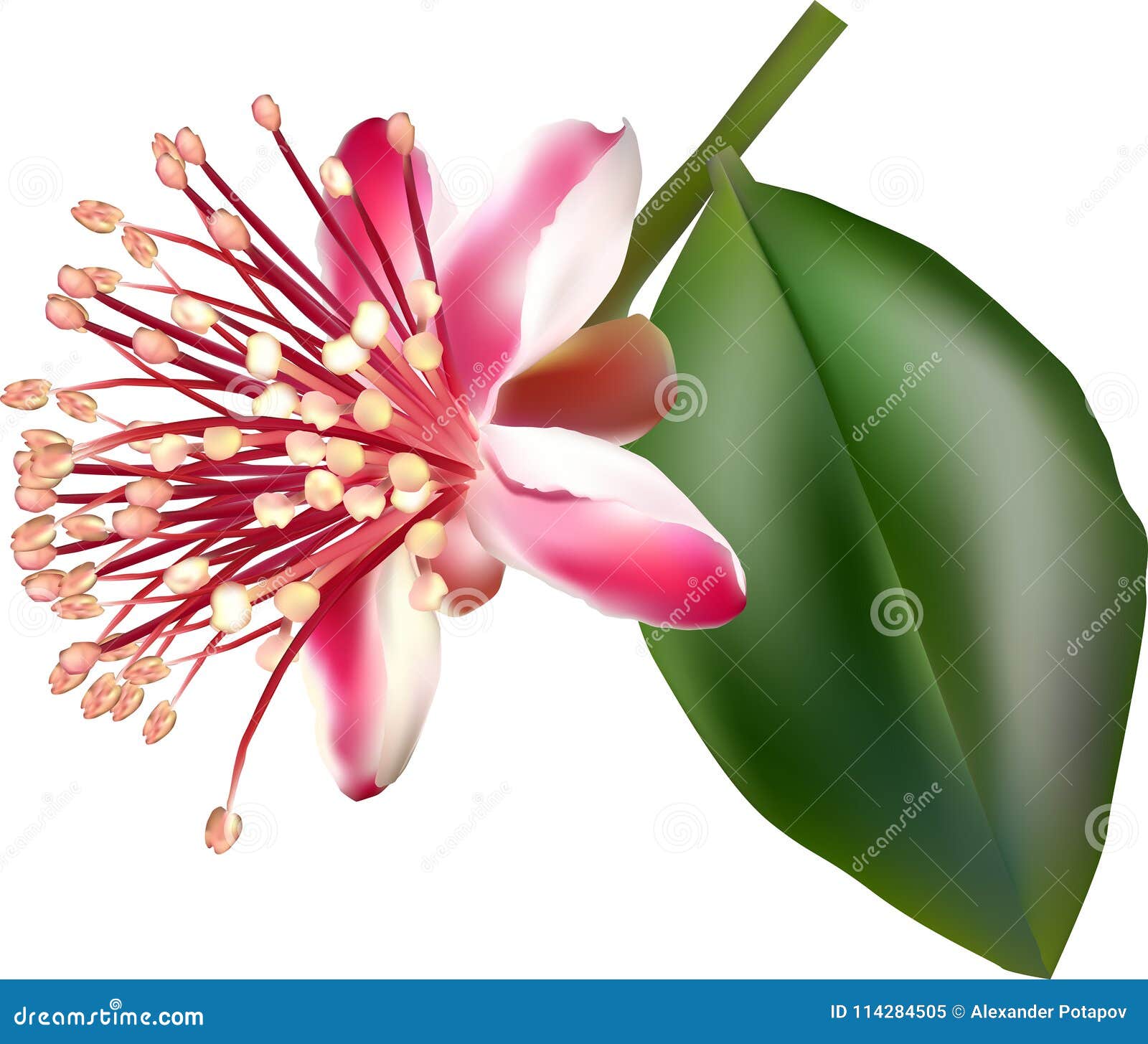 My Image 11