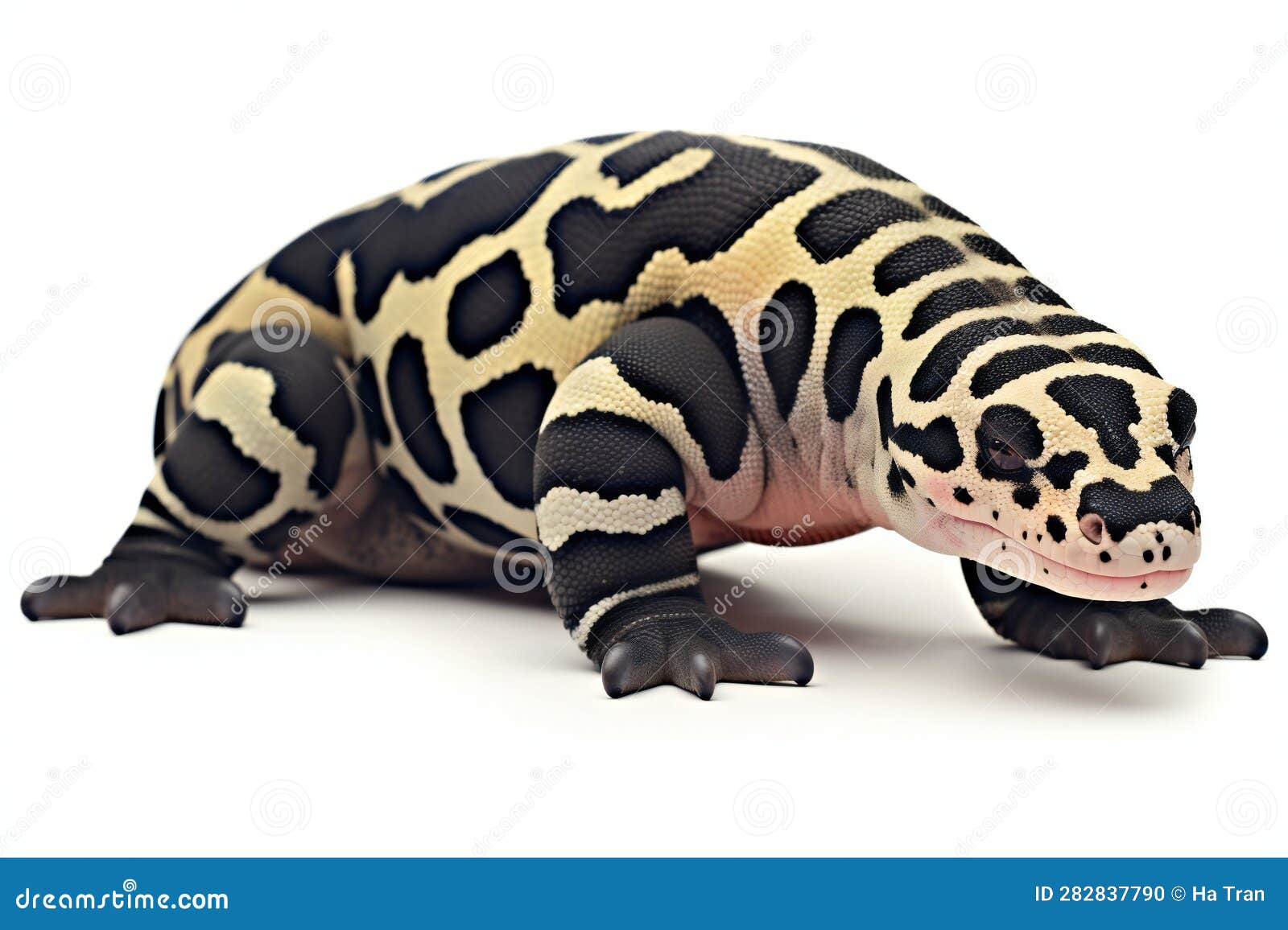 A Leopard Gecko Isolated on White Background Stock Illustration