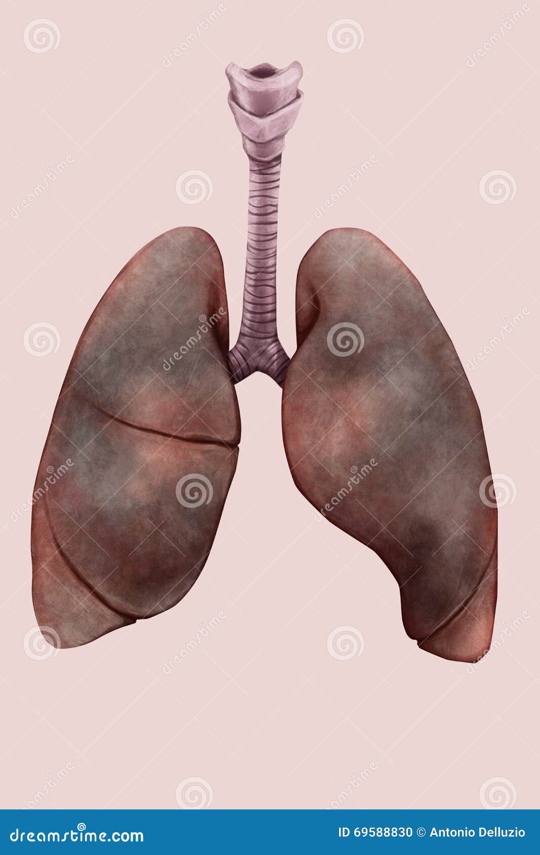 Illustration of the Lungs of Smoker Stock Illustration Illustration of smoking, bronchi 69588830