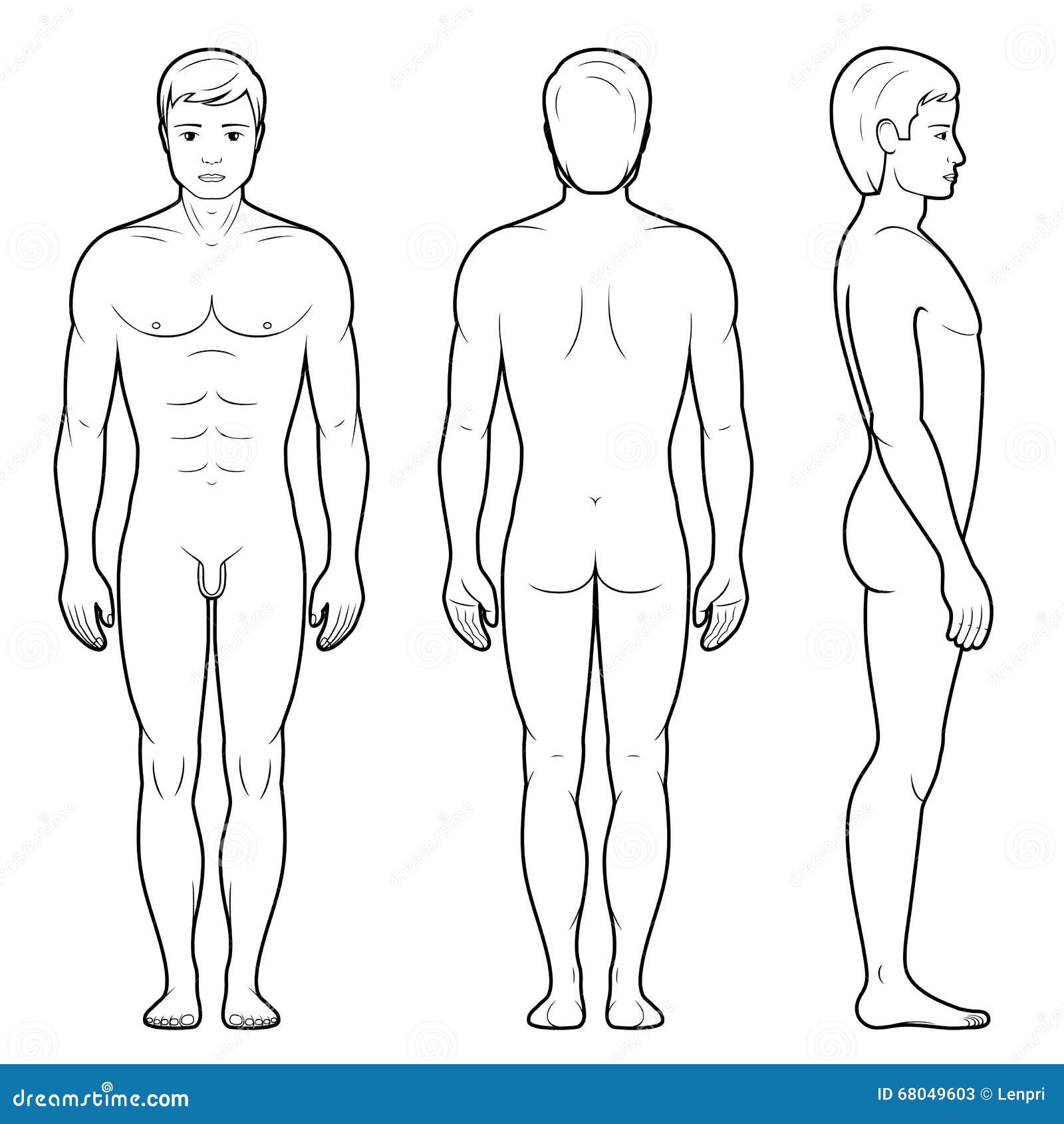 20700 Male Anatomy Illustrations RoyaltyFree Vector Graphics  Clip Art   iStock  Male anatomy illustration Male anatomy legs Male anatomy  bladder