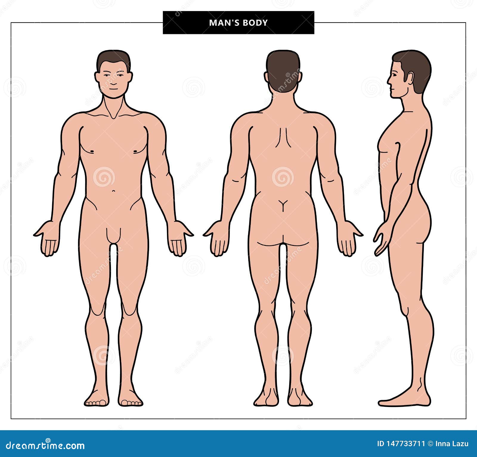 Illustration of body stock vector. Illustration of anatomy 147733711