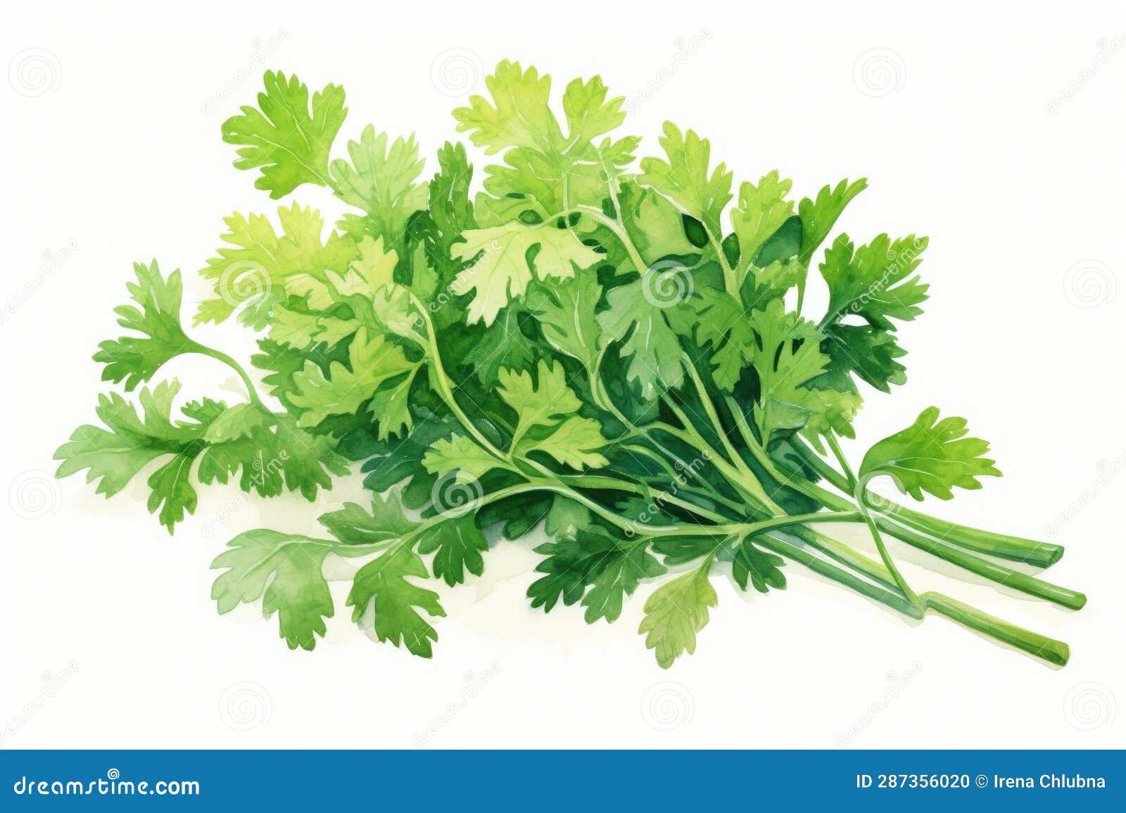 Illustration of Parsley Leaf Close Up Stock Illustration Illustration