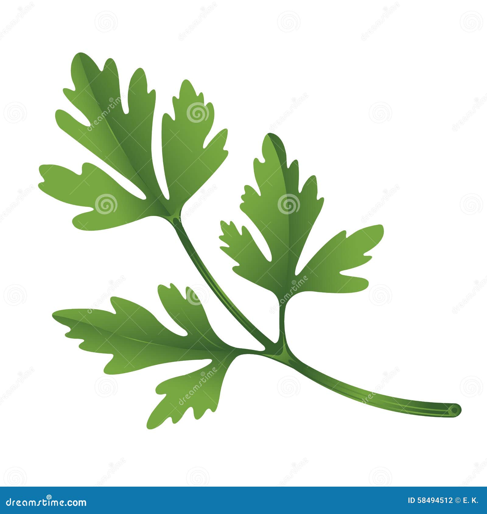 Illustration of parsley stock vector. Illustration of medicinal 58494512