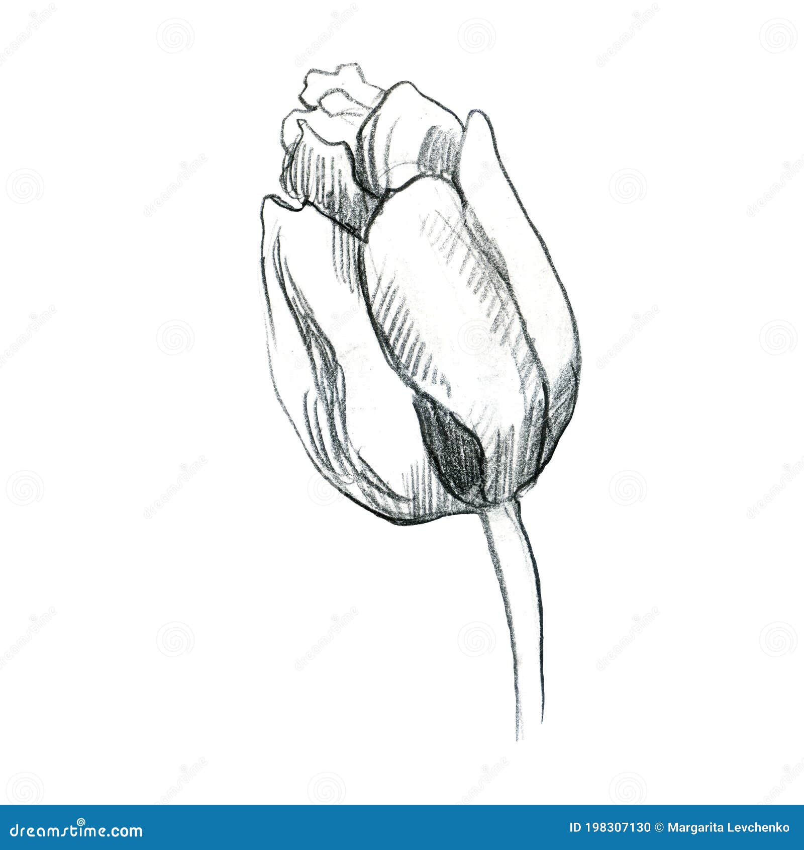 Illustration, Pencil. Tulip Flower. Freehand Drawing of a Flower Stock ...