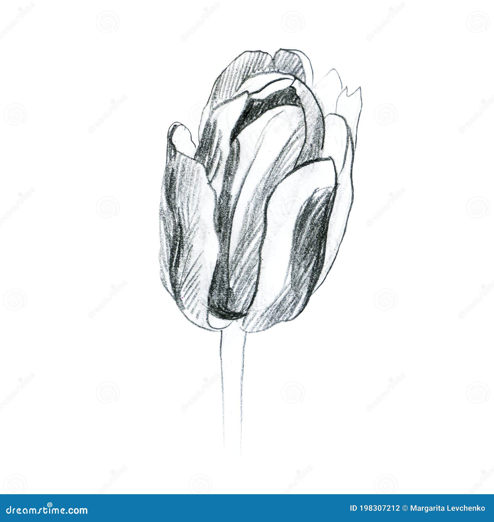 Illustration, Pencil. Tulip Flower. Freehand Drawing of a Flower Stock ...