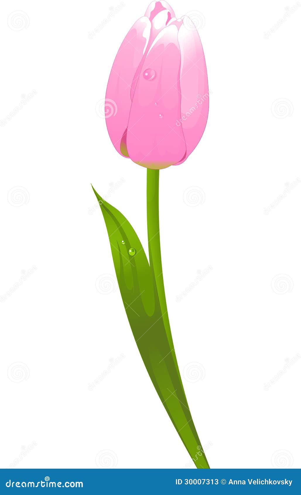 tulip