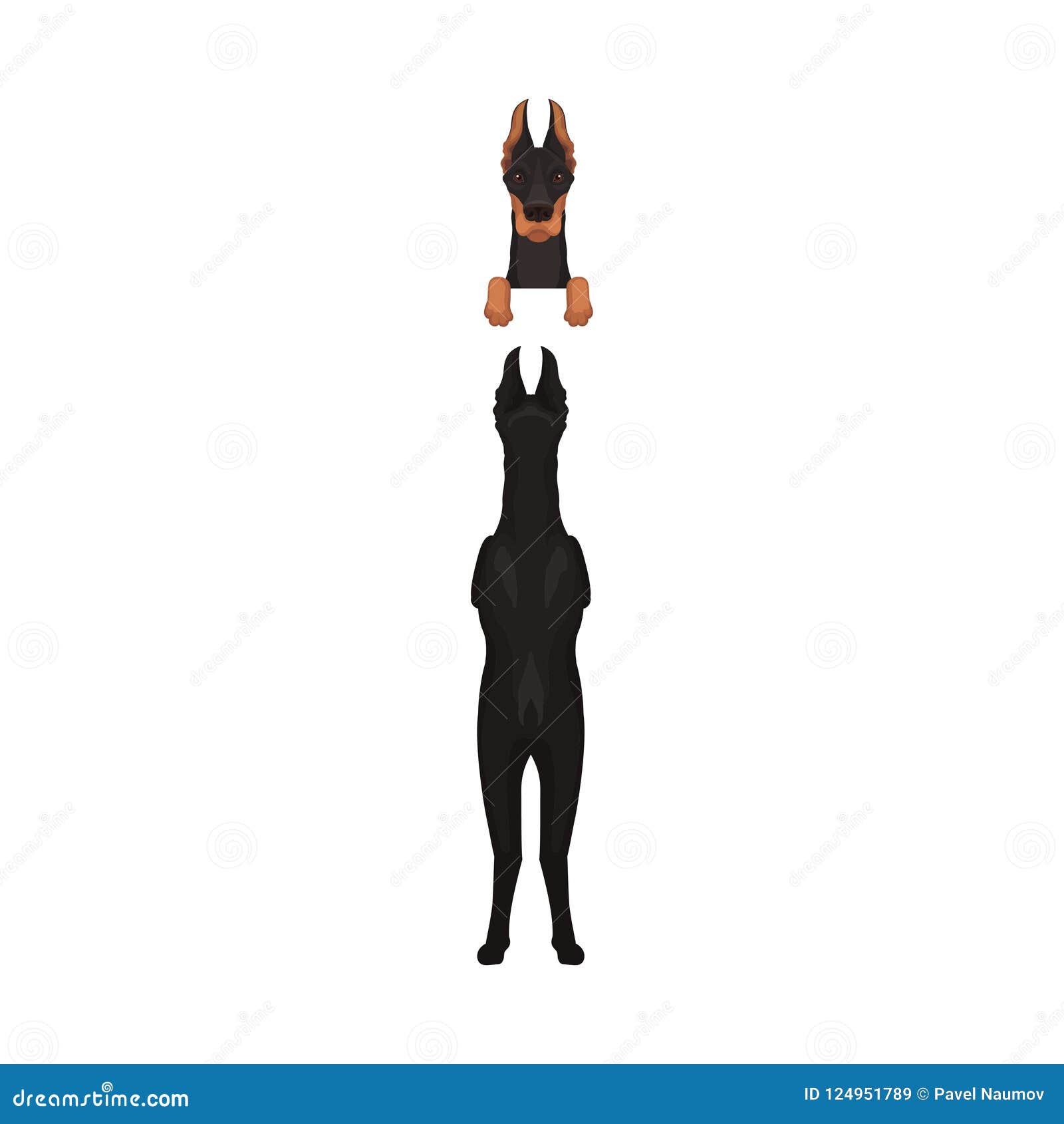 Illustration Plate De Vecteur De Dobermann Vue Arrière De Chien Se 