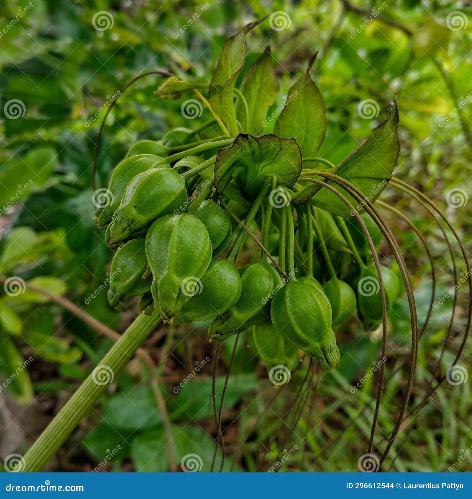 Tacca leontopetaloides – Polynesian Arrowroot – Buy seeds at