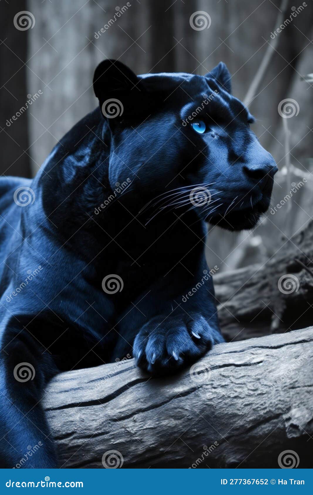 Portrait of a Black Panther with Blue Eyes Lying on a Log Stock