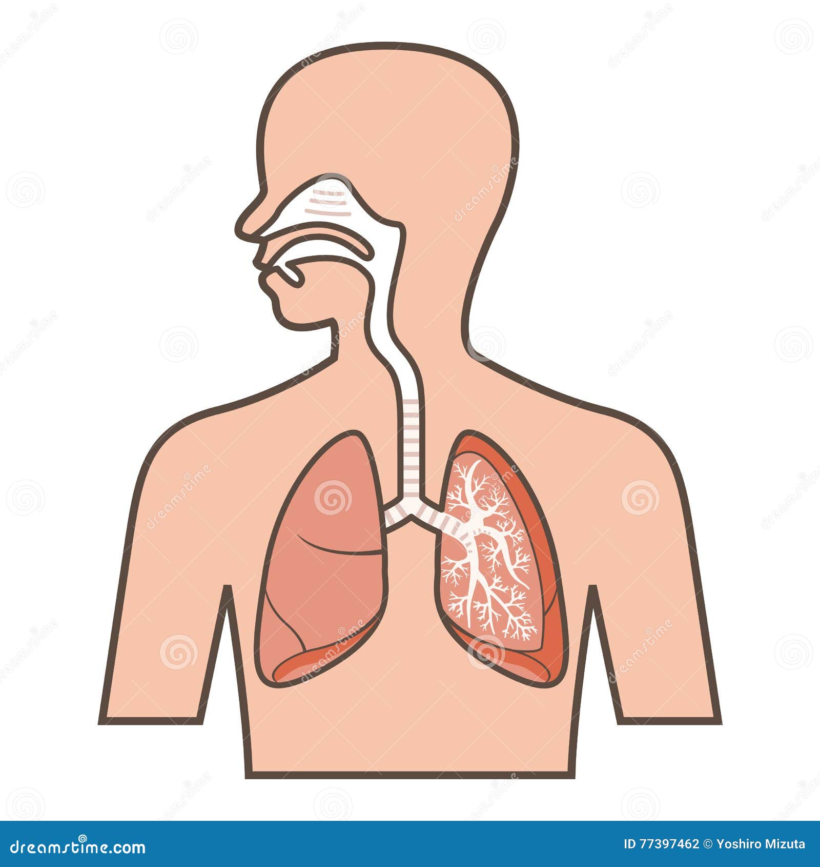 Respiratory System Diaphragm Muscle Science Biology Stock Vector by  ©ankomando 375642146
