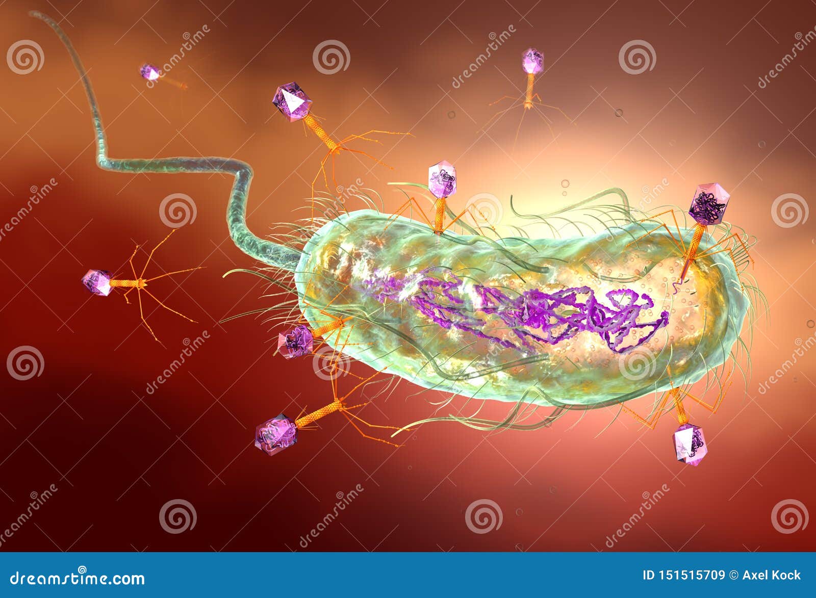 bacteriophage attacking e. coli bacteria and injecting dna. medically accurate 3d 