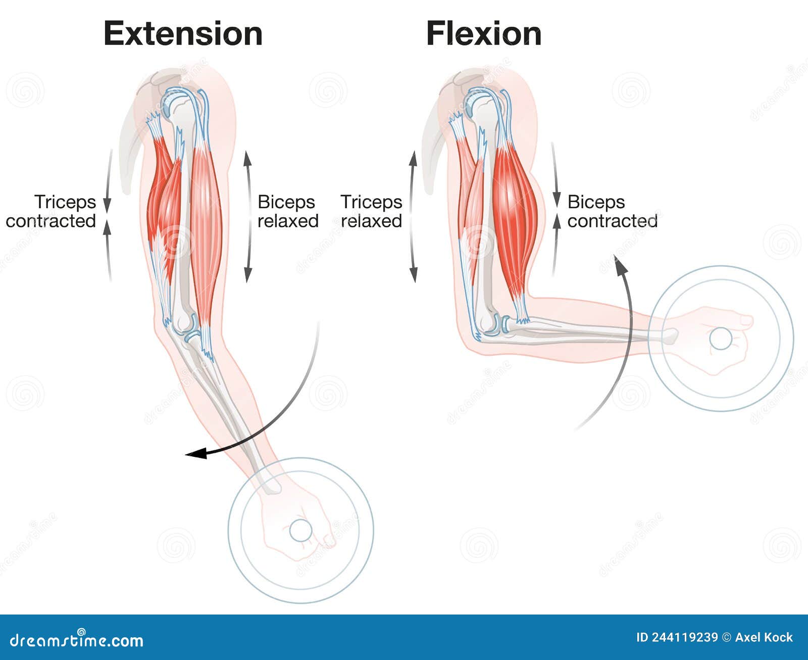 Biceps and Triceps. Extension and Flexion Stock Illustration - Illustration  of movement, learning: 244119239