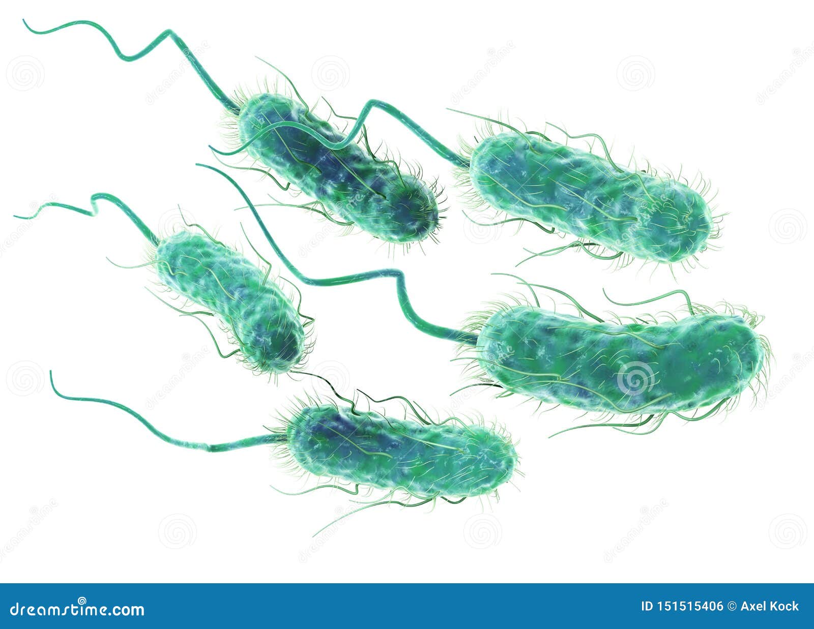 escherichia coli bacteria e. coli. scientifically accurate 3d 