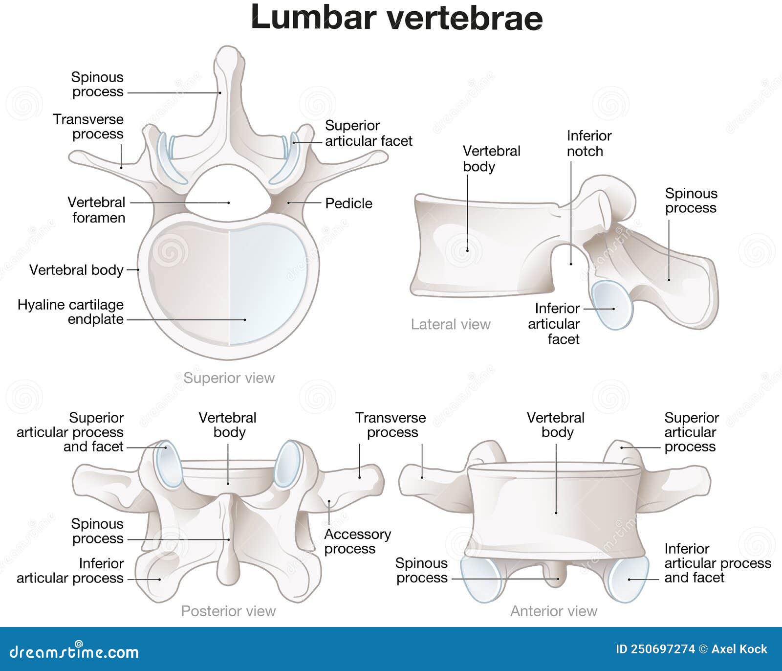 healthy lumbar vertebrae. different views. labeled 