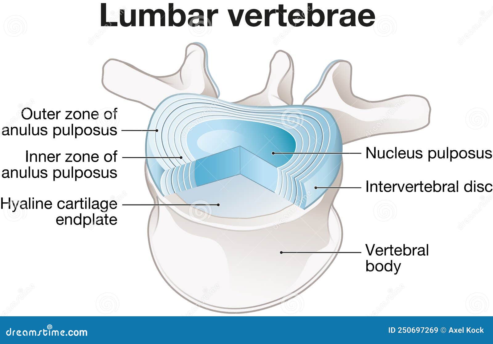 Healthy Lumbar Vertebrae And Intervertebral Disc. Labeled Illustration ... Biology Diagrams