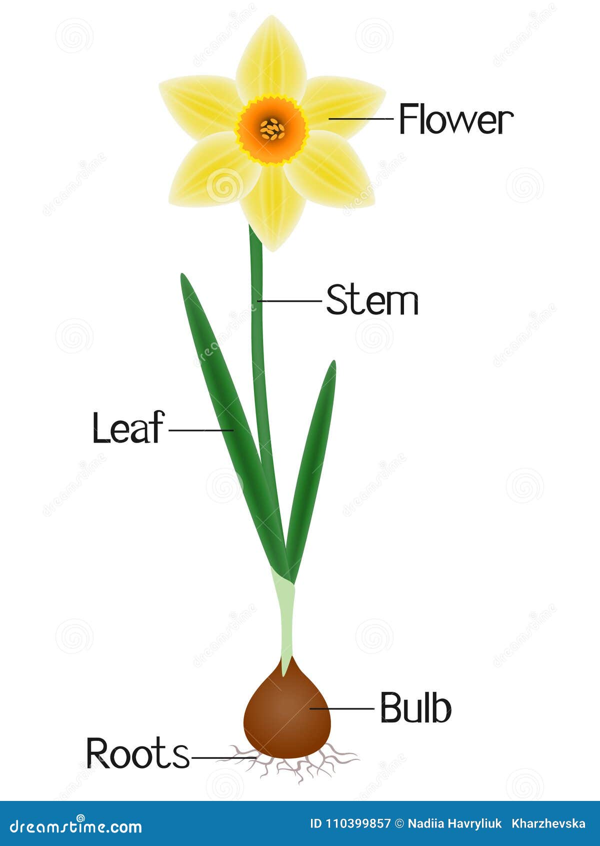 An Illustration Showing Parts of a Daffodil Plant. Stock Vector ...