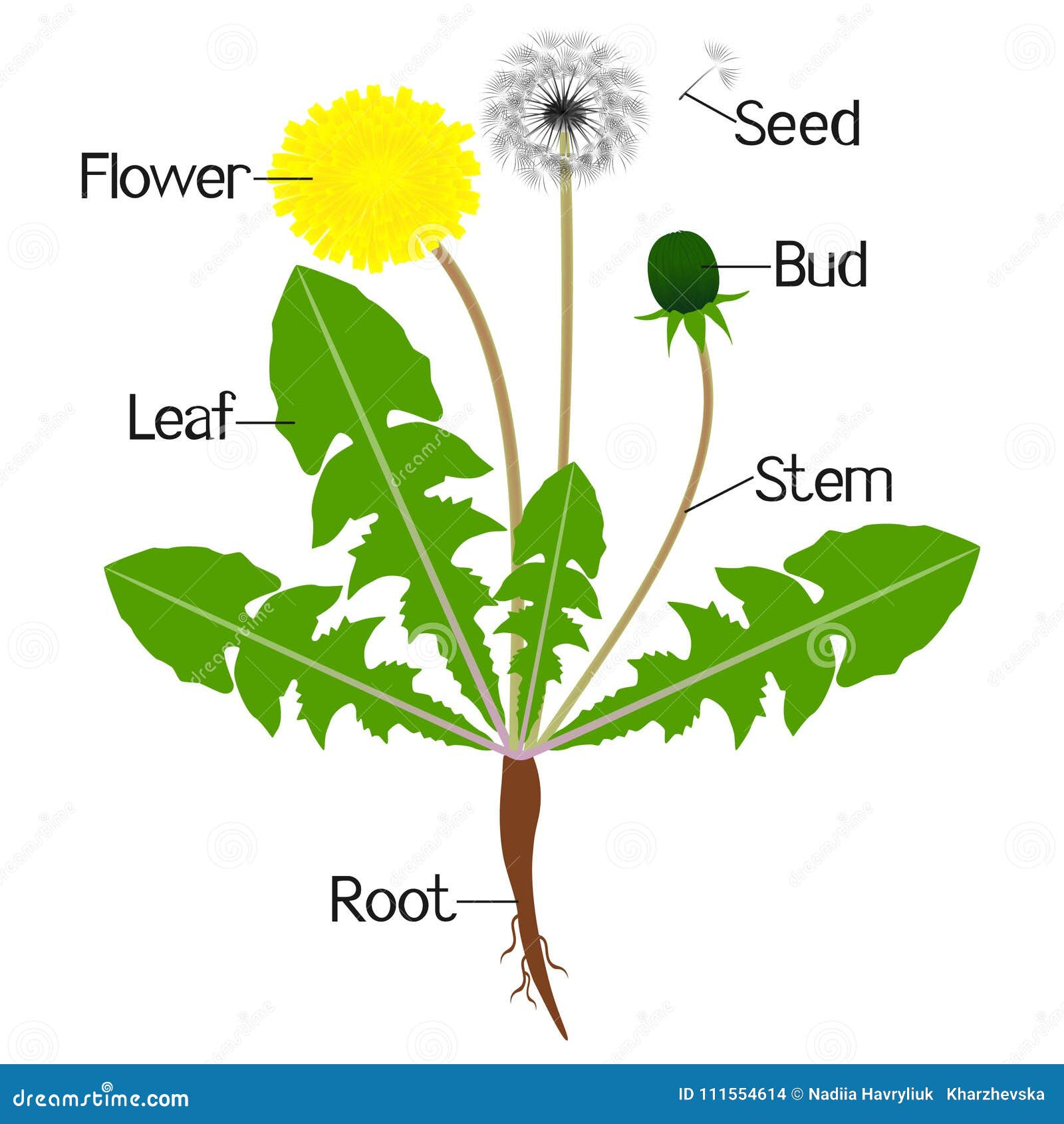 Danilion Xxxii Video - An Illustration Showing Parts of a Dandelion Plant. Stock Vector -  Illustration of herbal, blossom: 111554614