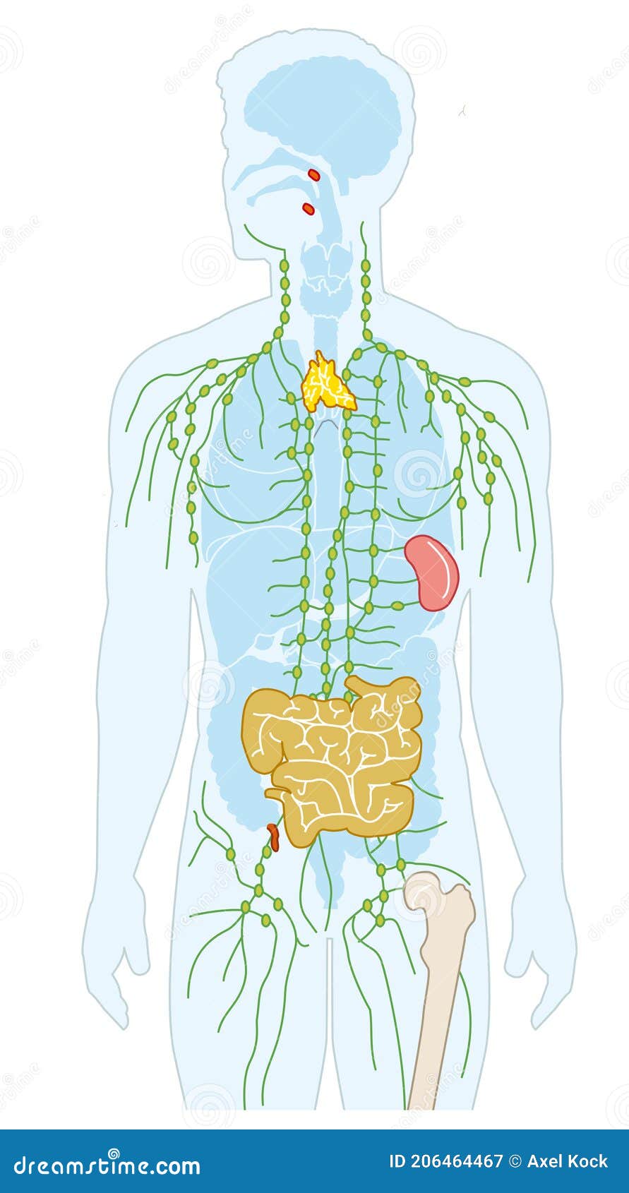 Human Immune System, Medical Illustration Stock Illustration ...