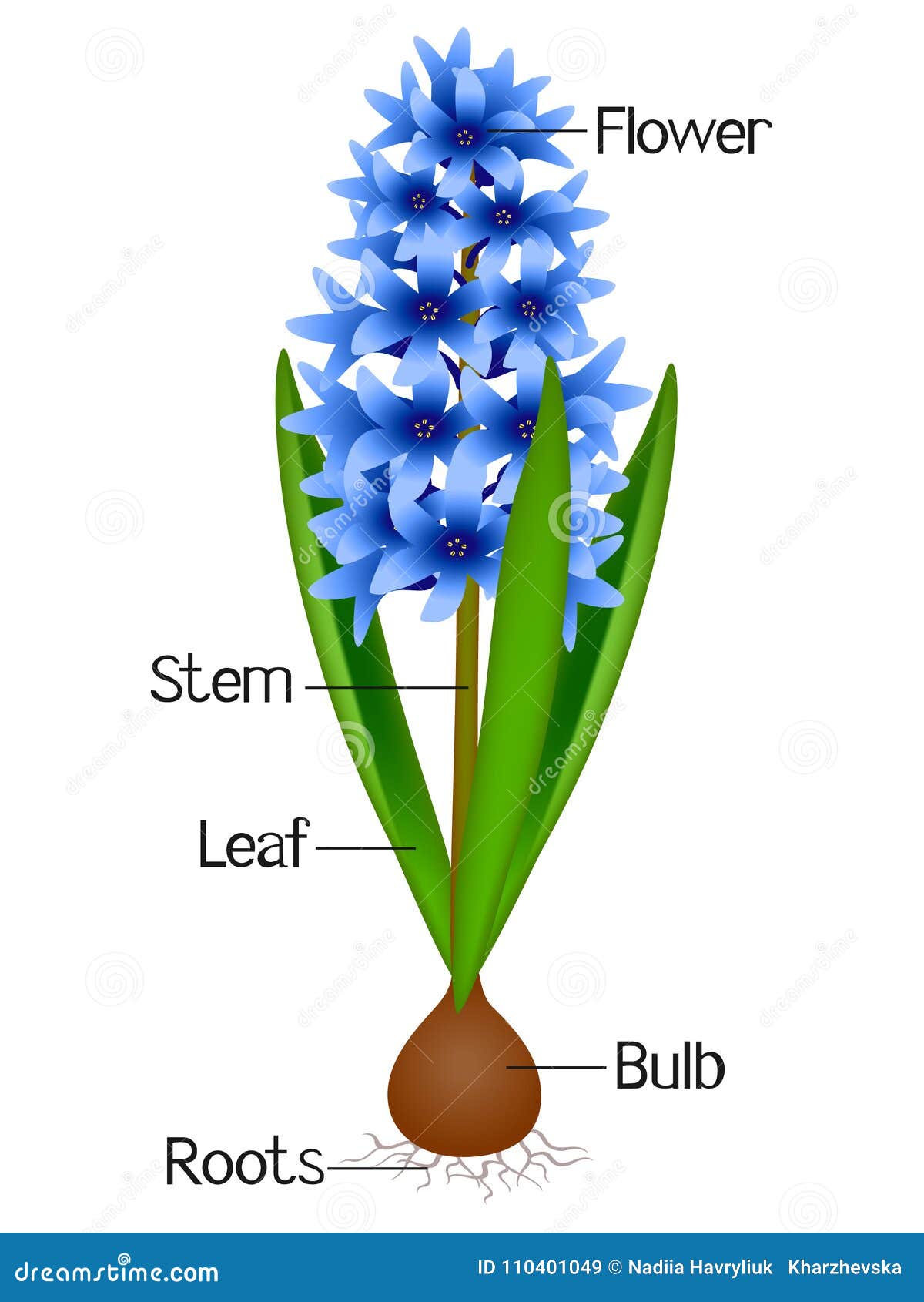 An Illustration Showing Parts of a Hyacinth Plant. Stock Vector ...