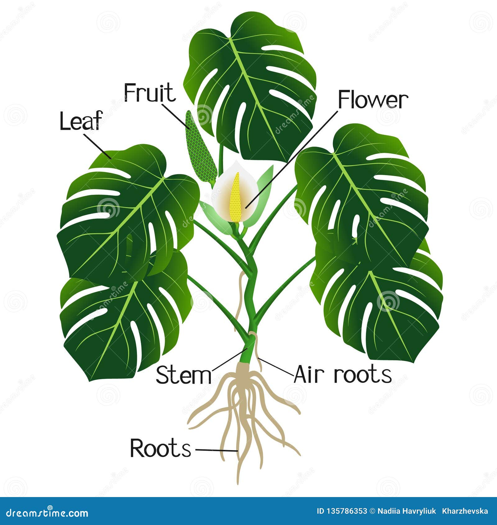 An Illustration Showing Parts of a Monstera or Split-leaf Philodendron  Monstera Deliciosa. Stock Vector - Illustration of growth, floral: 135786353