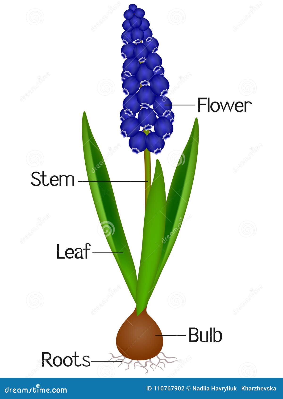 An Illustration Showing Parts of a Muscari Blue Grape Hyacinth Plant ...