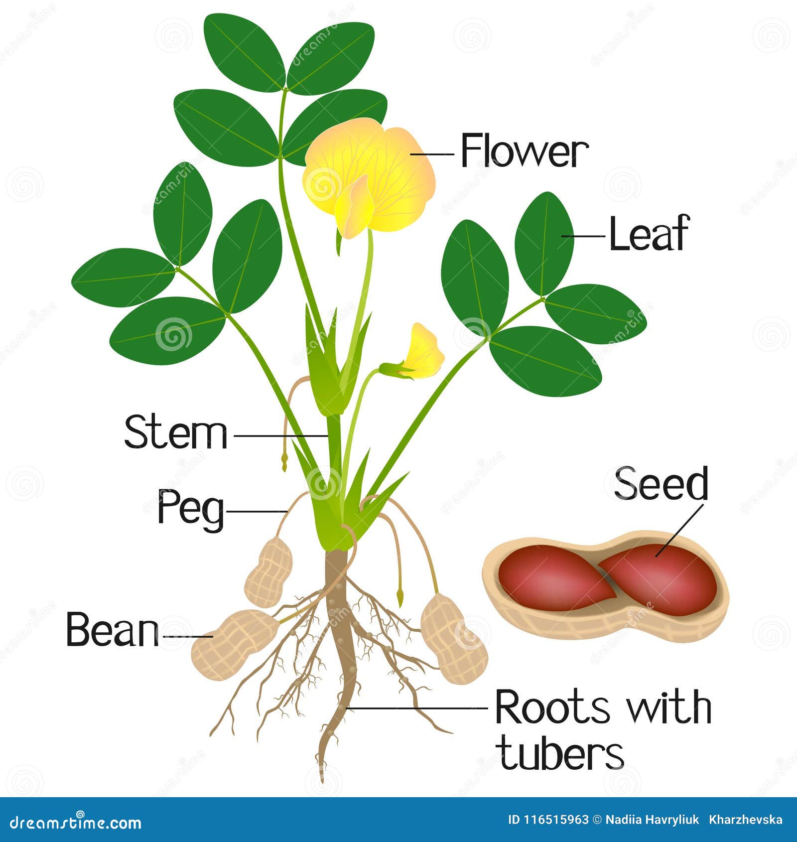 Showing The Parts Of A Tomato Plant Cartoon Vector | CartoonDealer.com