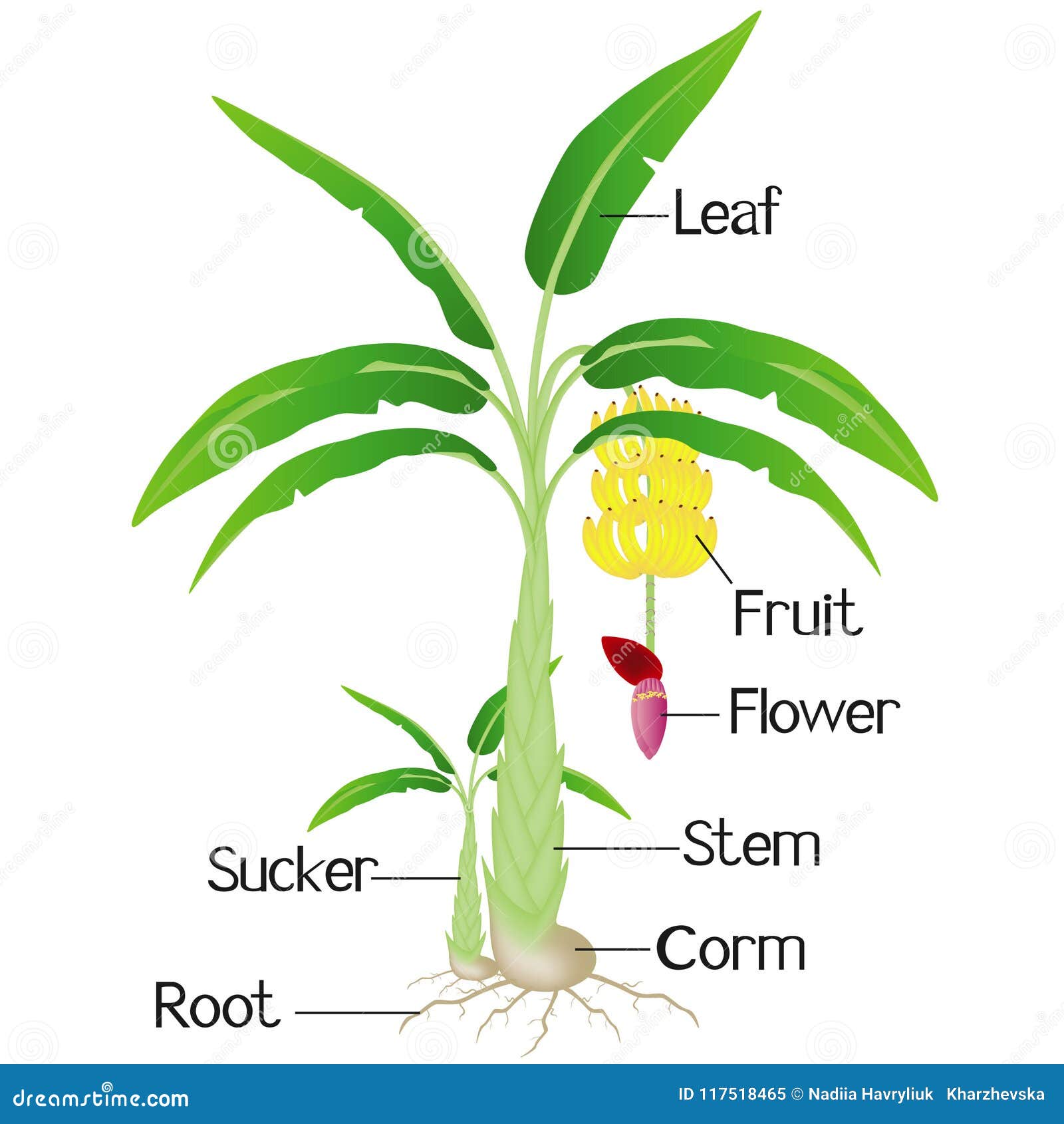 Parts Of A Banana Fruit