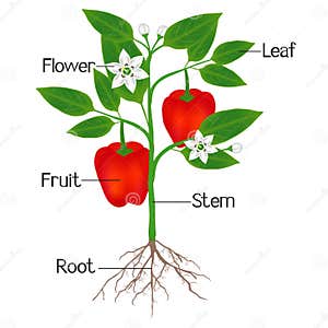 Parts Of A Plant And Their Functions With Diagram 54 OFF