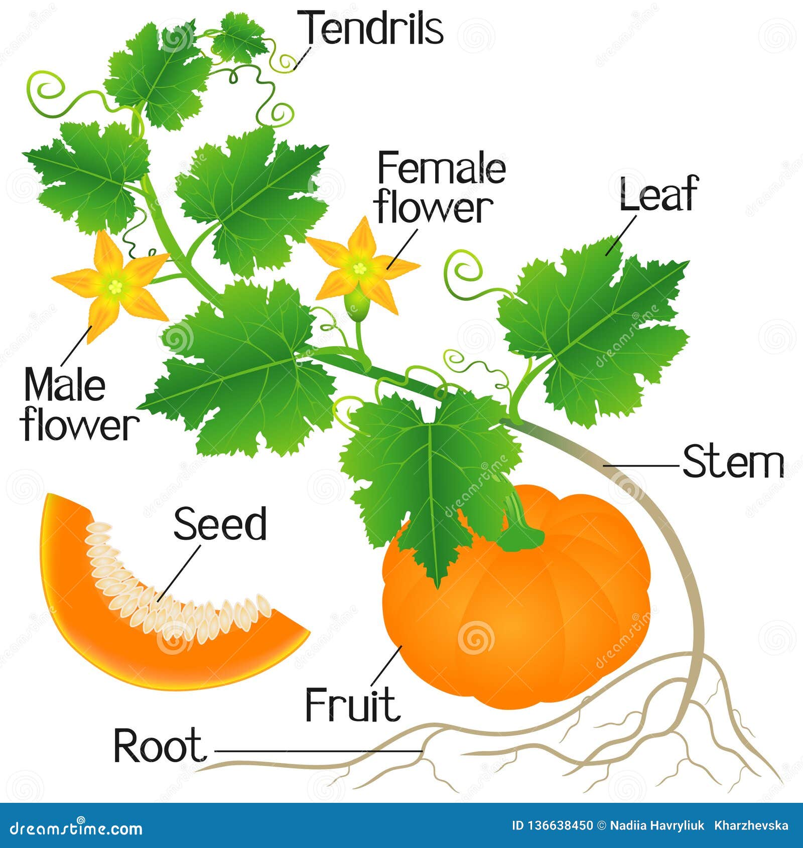 34 Label The Parts Of A Pumpkin - Best Labels Ideas 2020