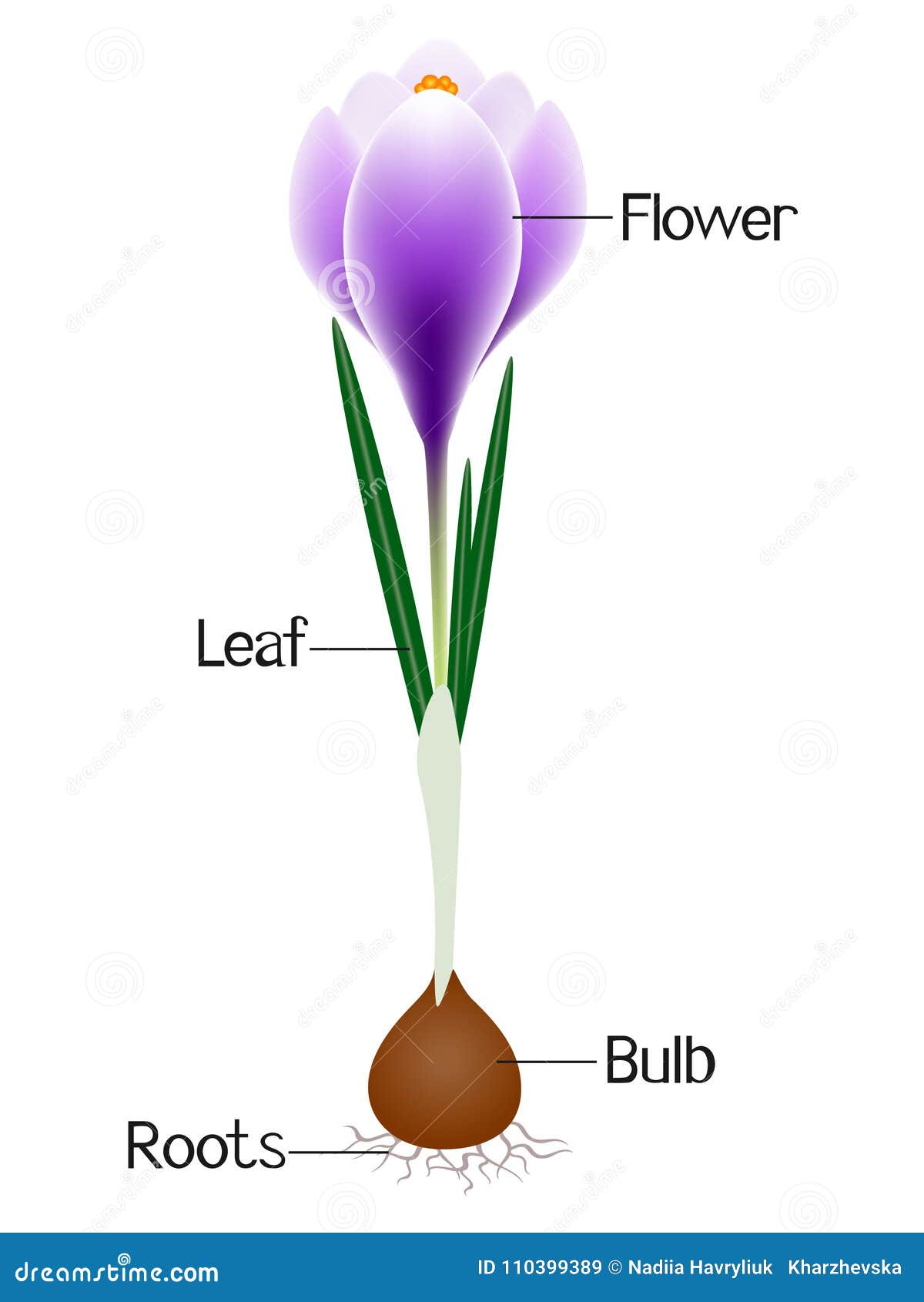 An Illustration Showing Parts of a Purple Crocus Plant. Stock Vector ...