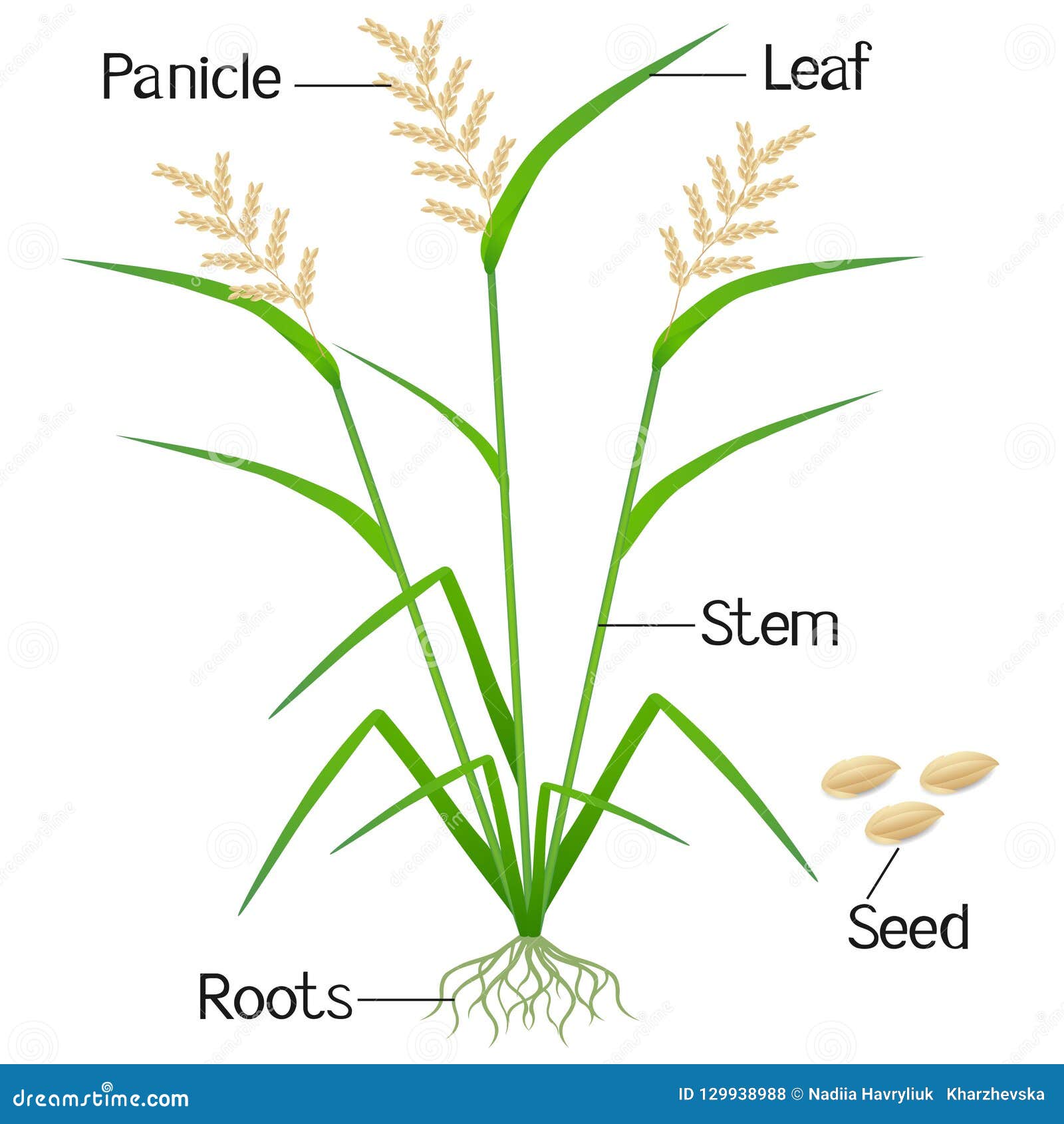 An Illustration Showing Parts Of A Rice Plant  Stock