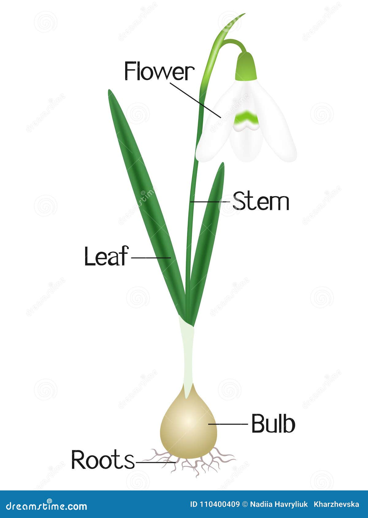 An Illustration Showing Parts of a Snowdrop Plant. Stock Vector ...