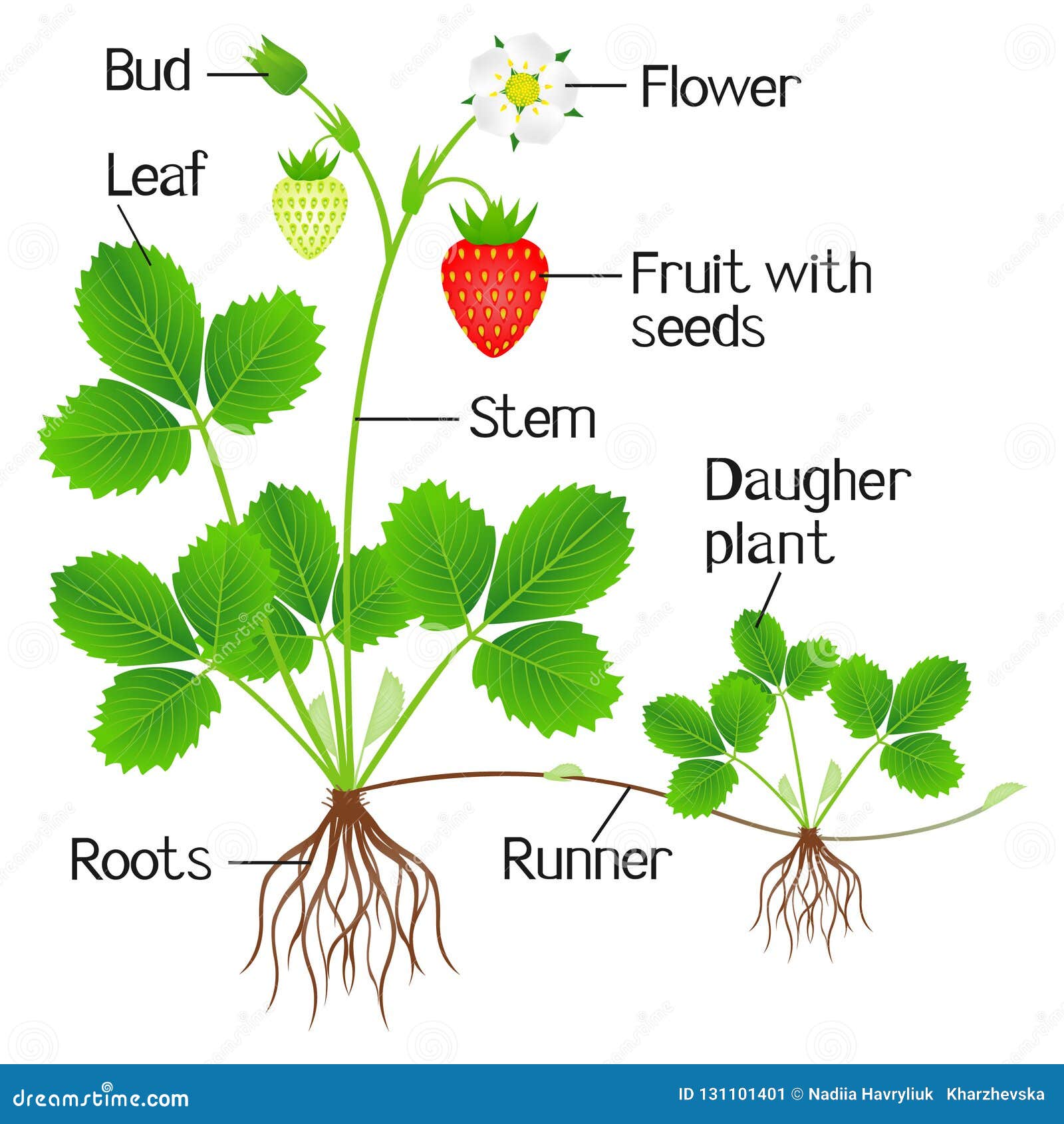 Strawberry Anatomy