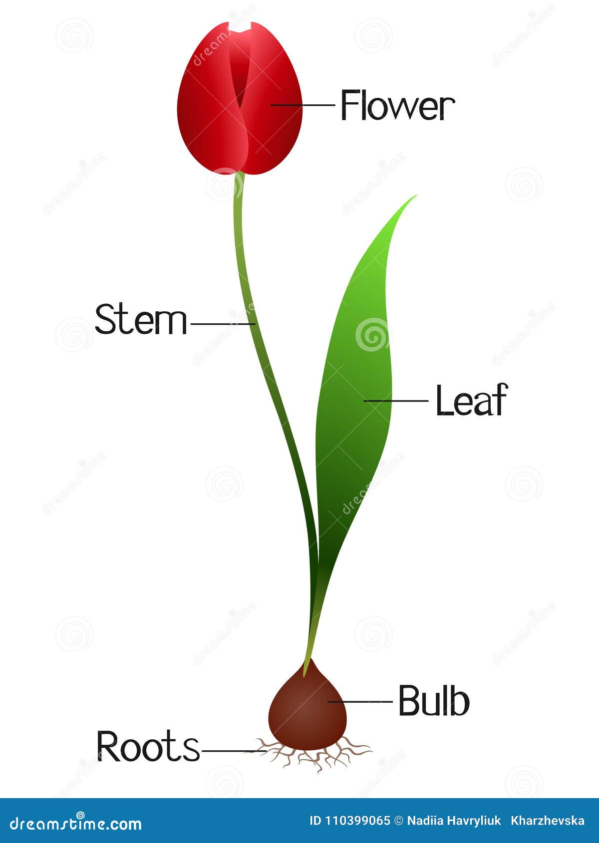 An Illustration Showing Parts of a Tulip Plant. Stock Vector ...