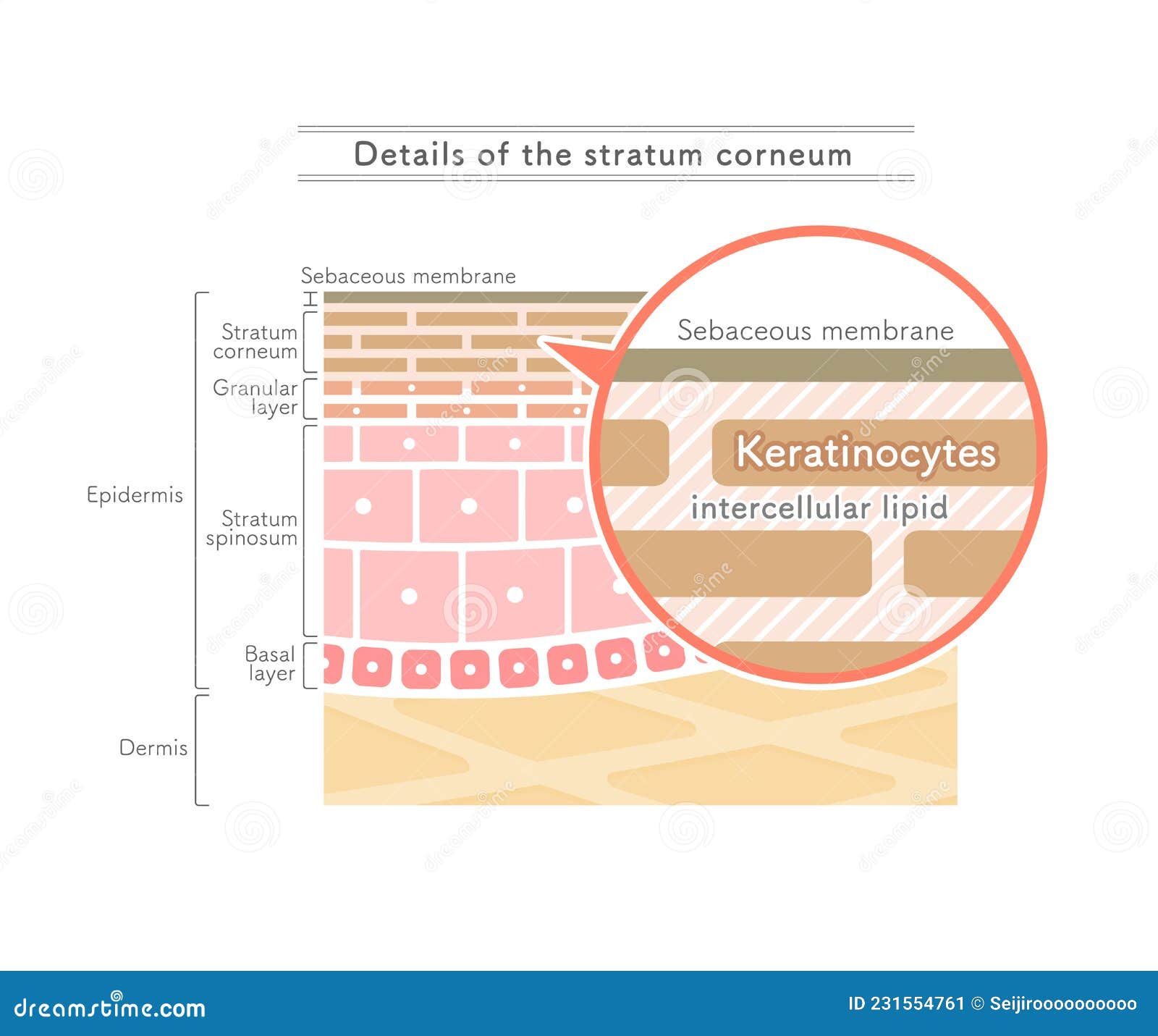  showing the structure of the stratum corneum.english notation