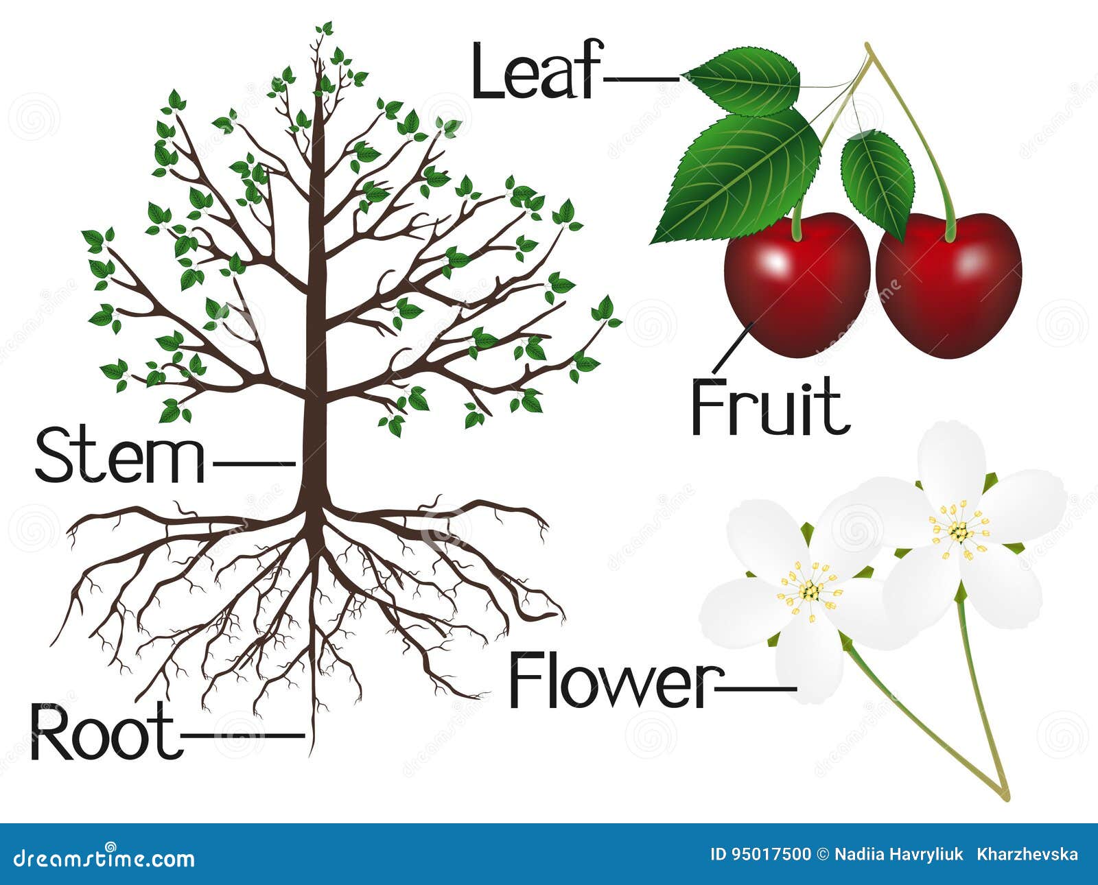 The Illustration Shows Part of the Cherries Plants. Stock Vector