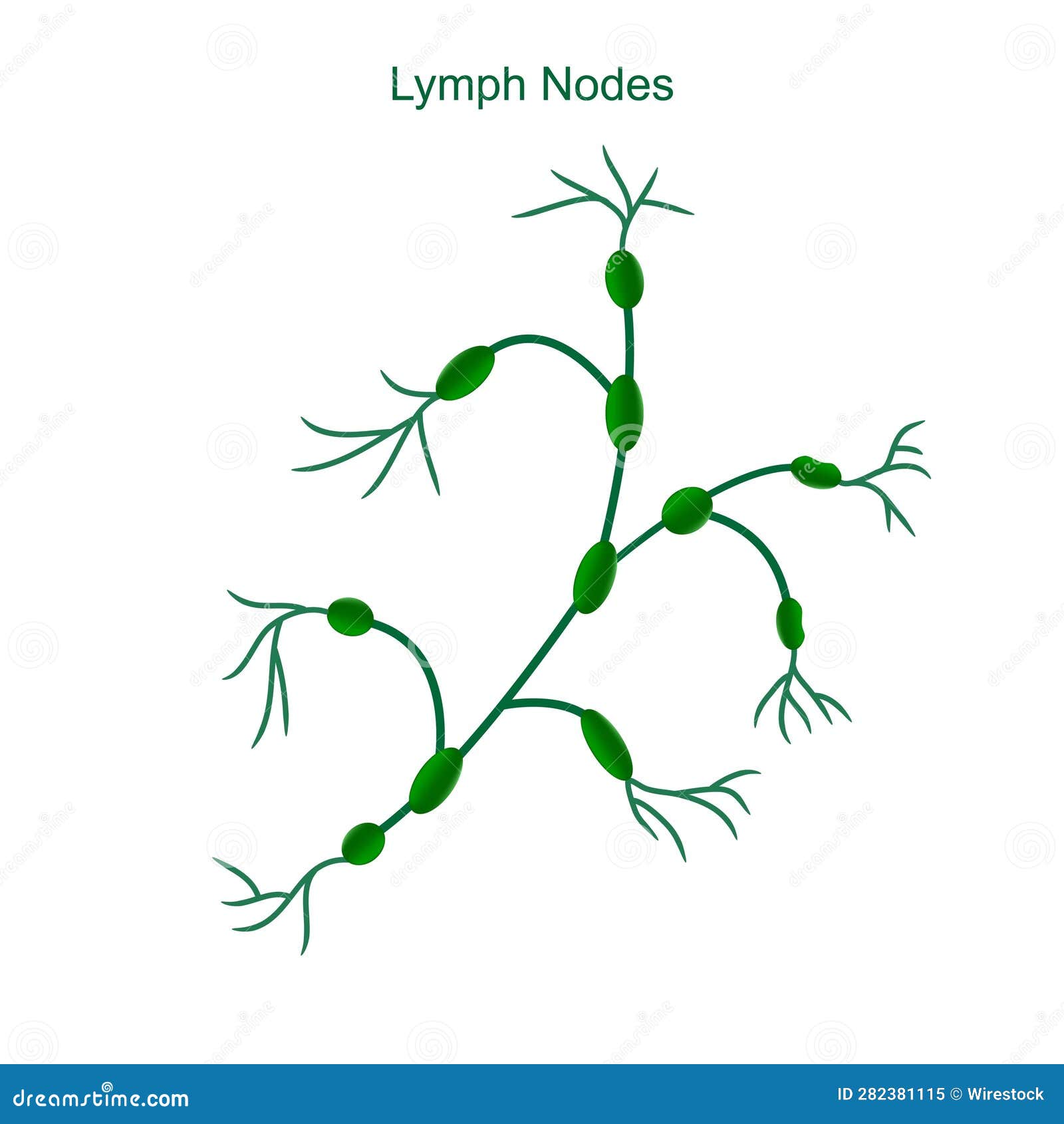 Illustration Simple Des Ganglions Lymphatiques Sur Fond Blanc