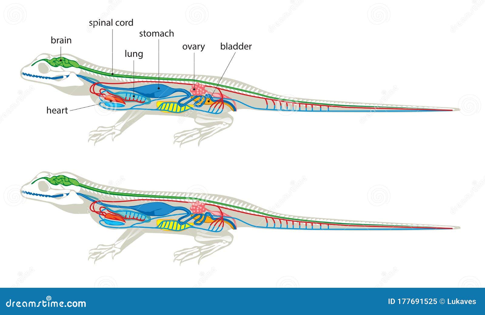  Lizard  anatomy  stock vector Illustration of anatomy  