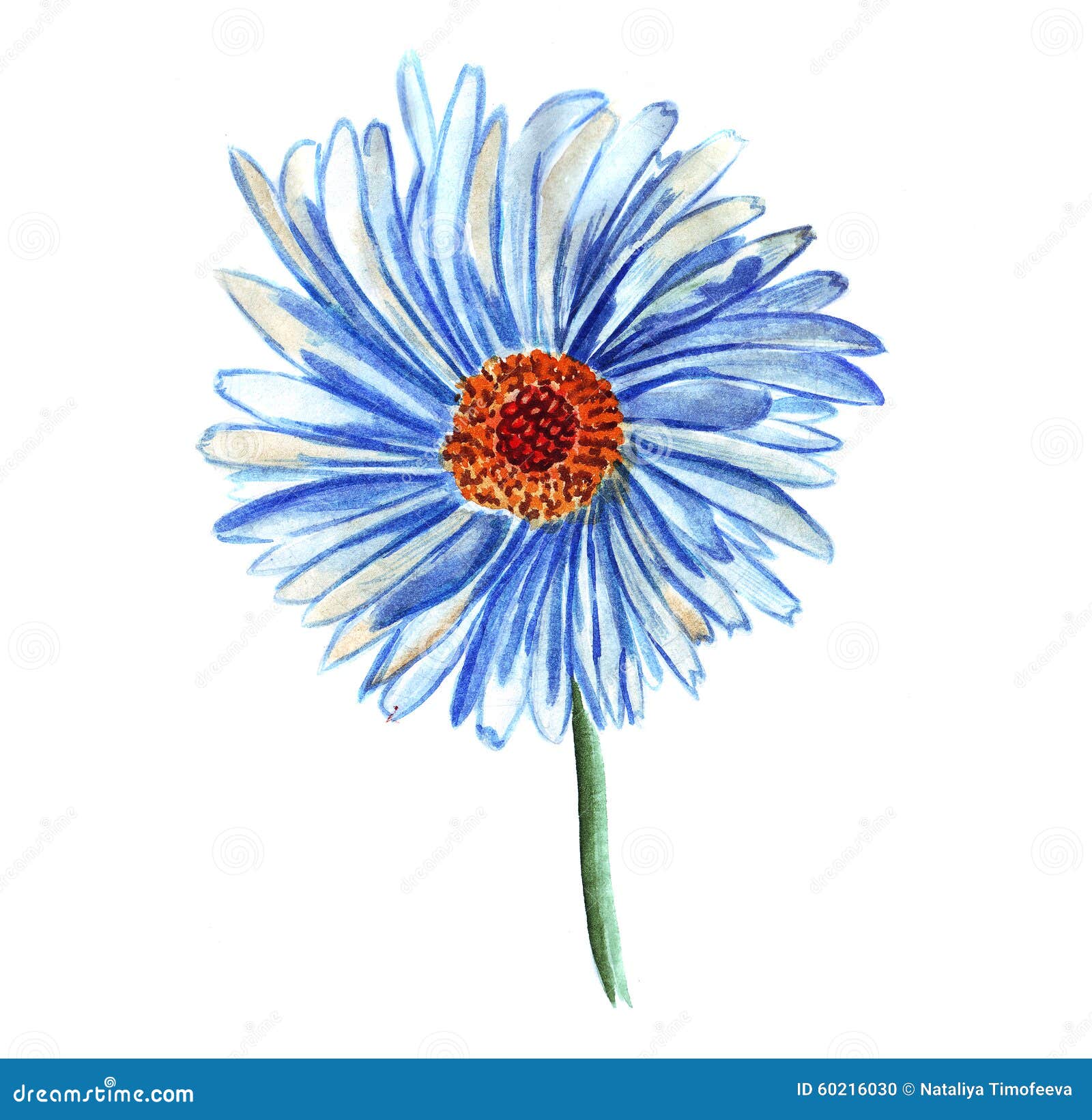 Illustration Single Blue Daisy Flower Stock Illustration Illustration