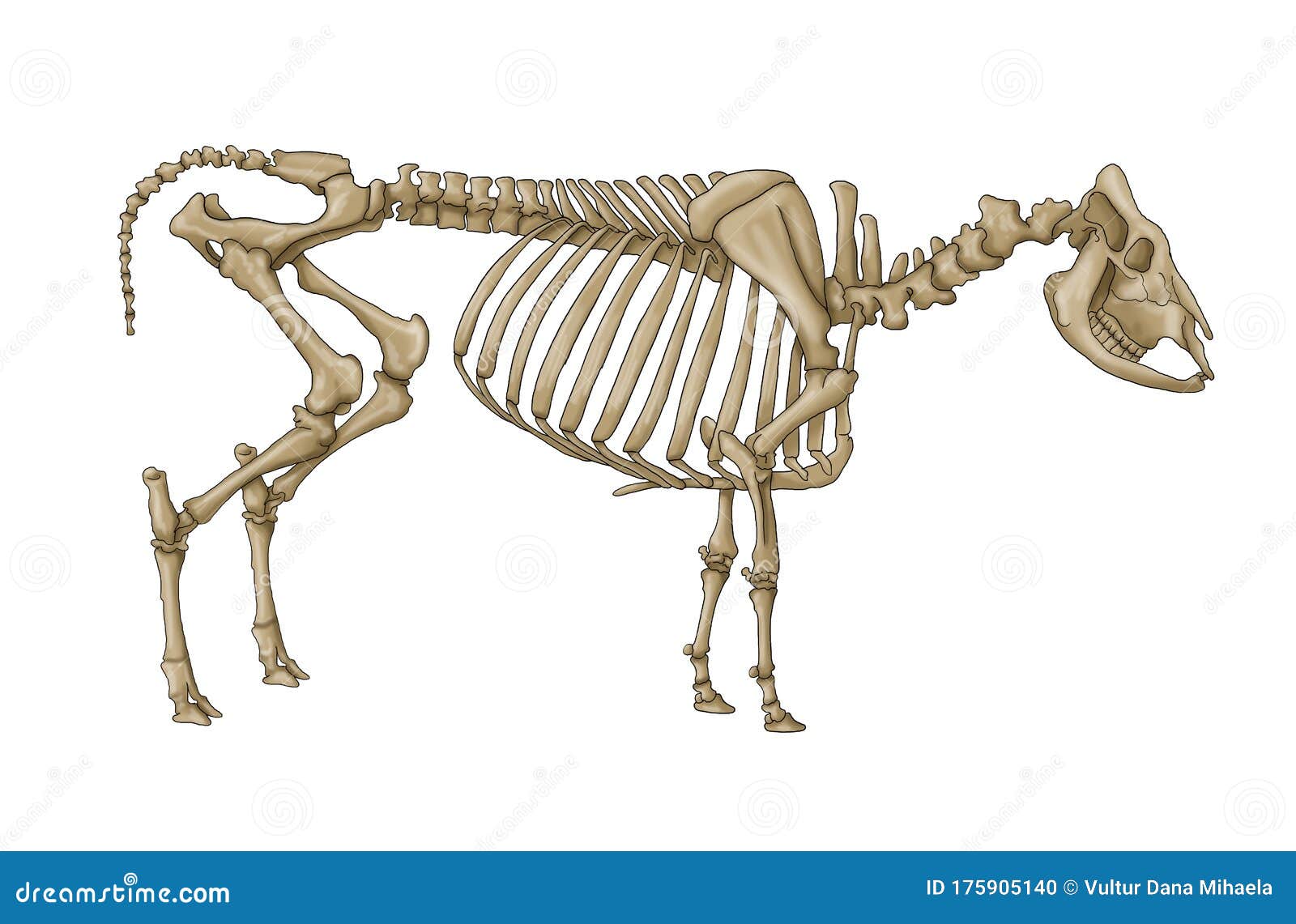 Cow skeleton stock illustration. Illustration of nature 175905140
