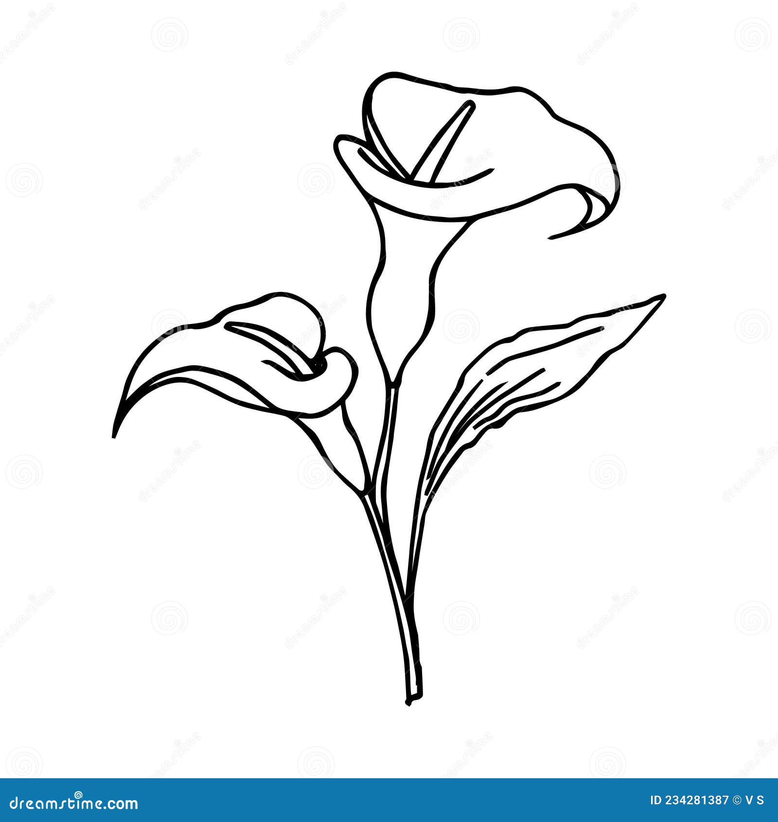Illustration, Sketch, Contour Bouquet of Calla Lilies Flowers, Black ...