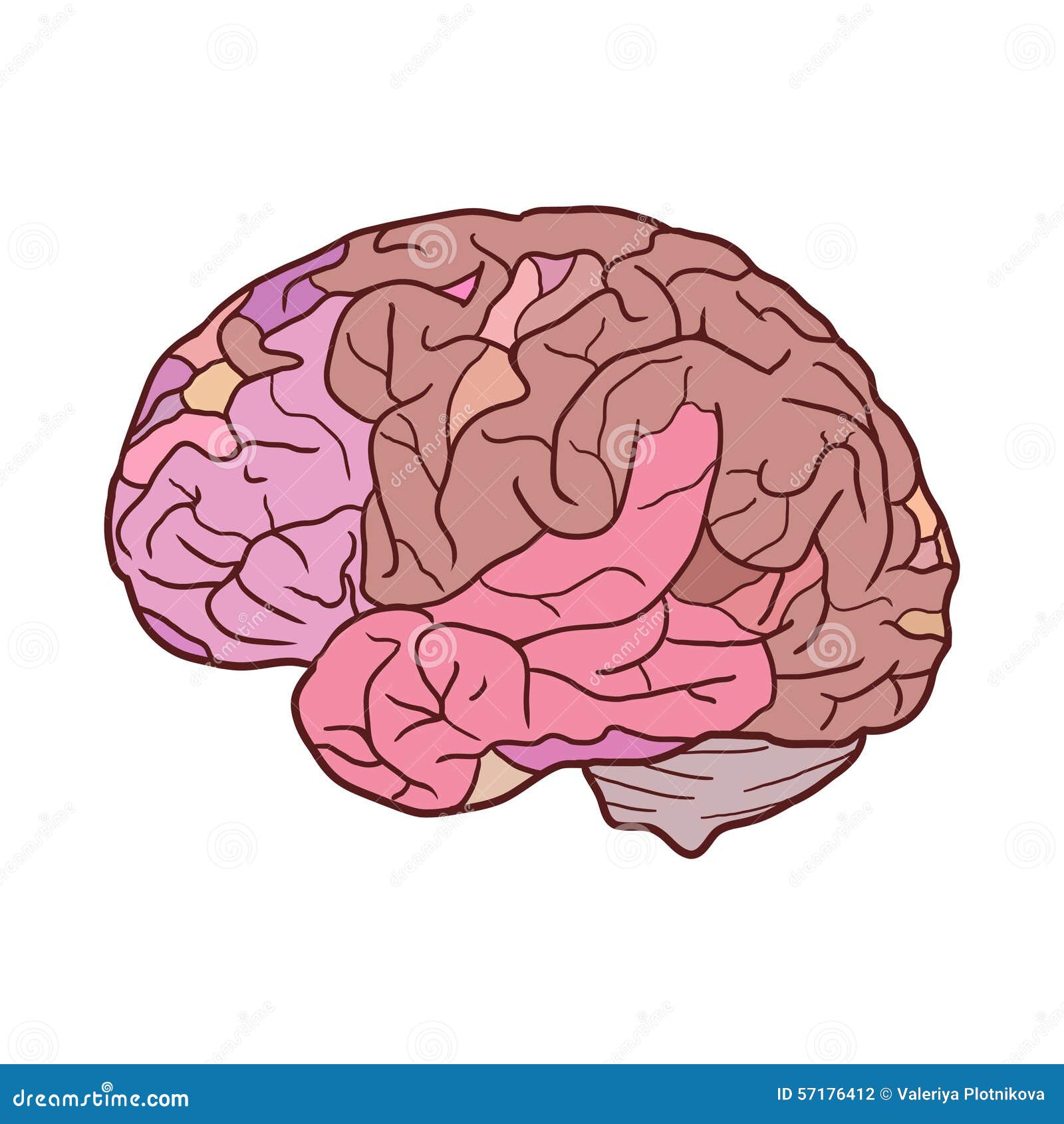 sketch of human brain