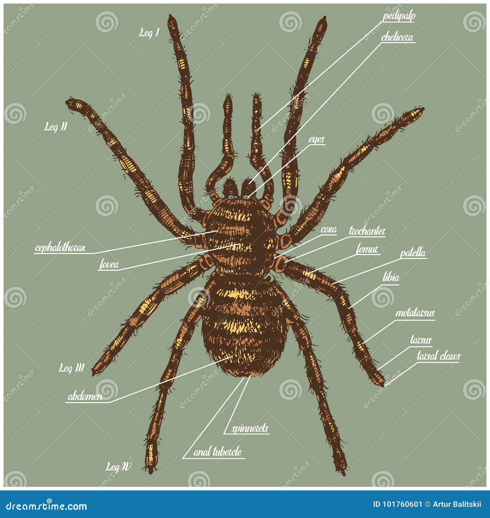 Spider Anatomy: The Different Parts Of A Spider