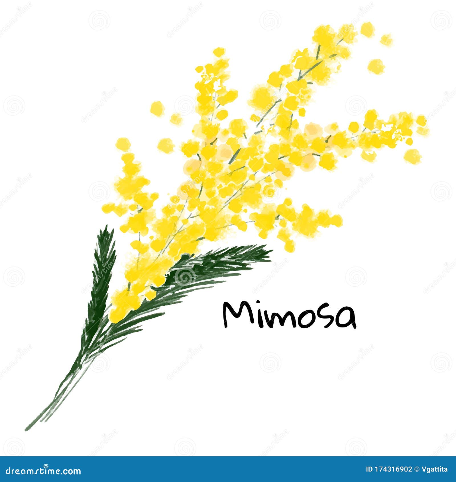 Illustration a Spring Mimosa Flower on the White Stock Vector