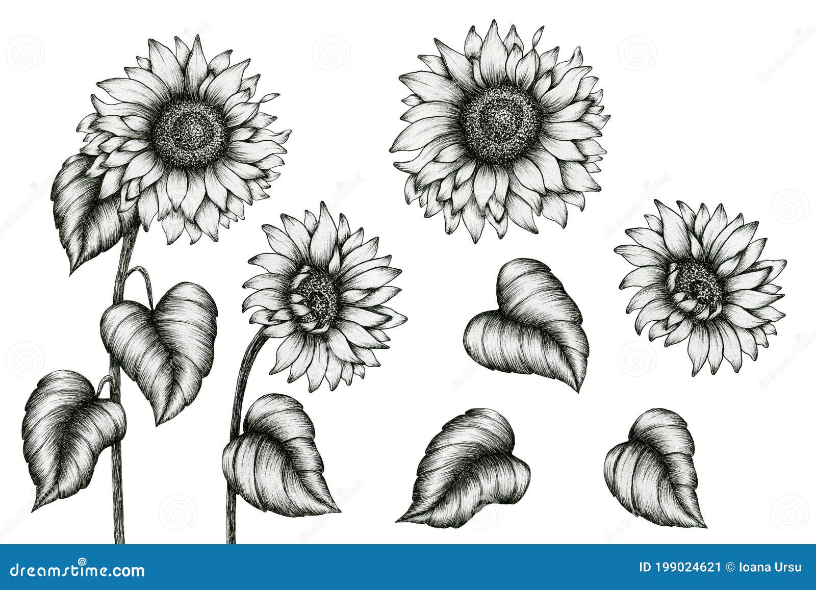 How to Draw a Sunflower  Easy Drawing Art