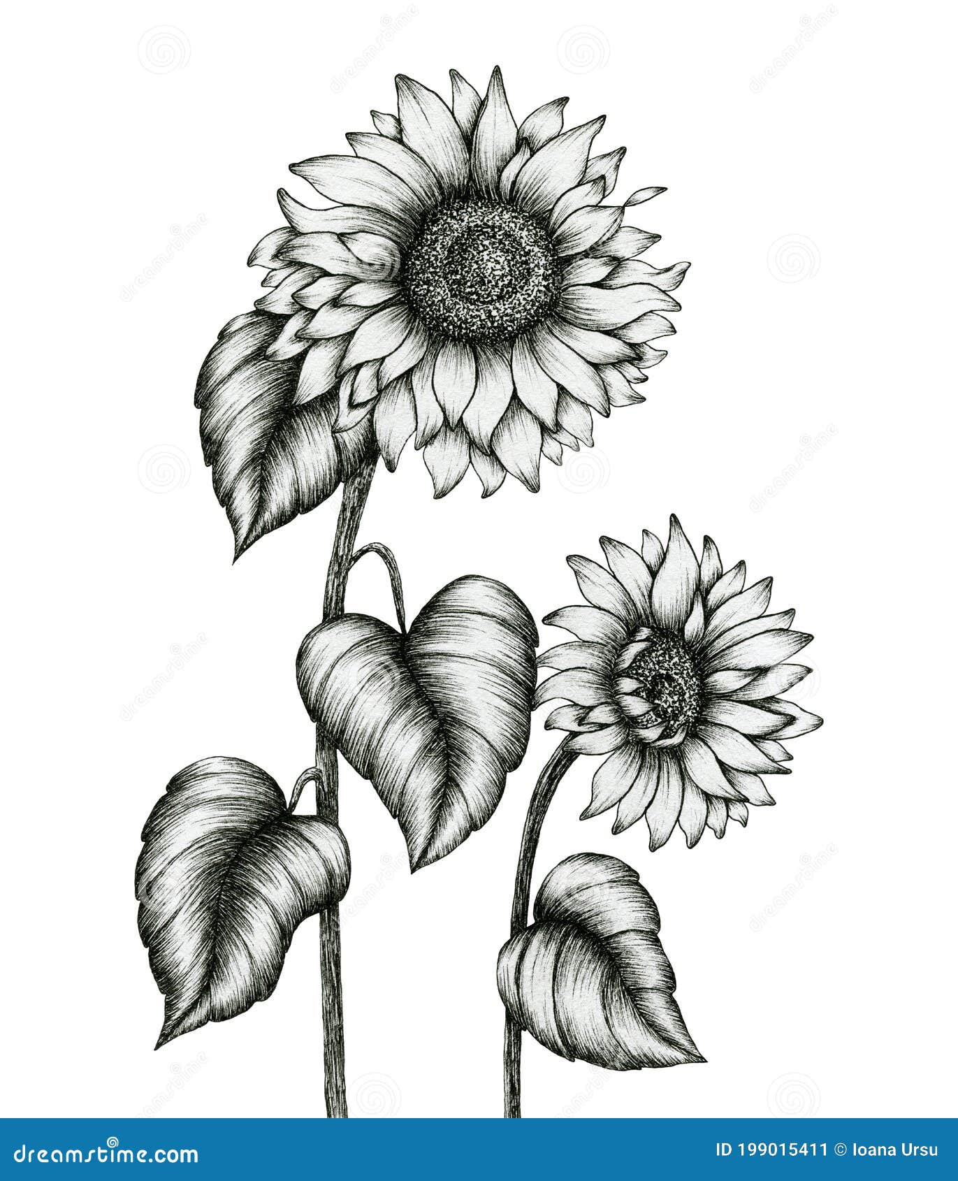 Sunflower pencil drawing  Sunflower sketches Sunflower drawing Flower  art painting