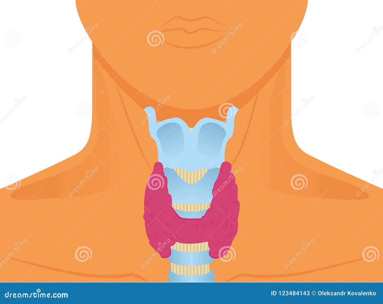 thyroid gland  