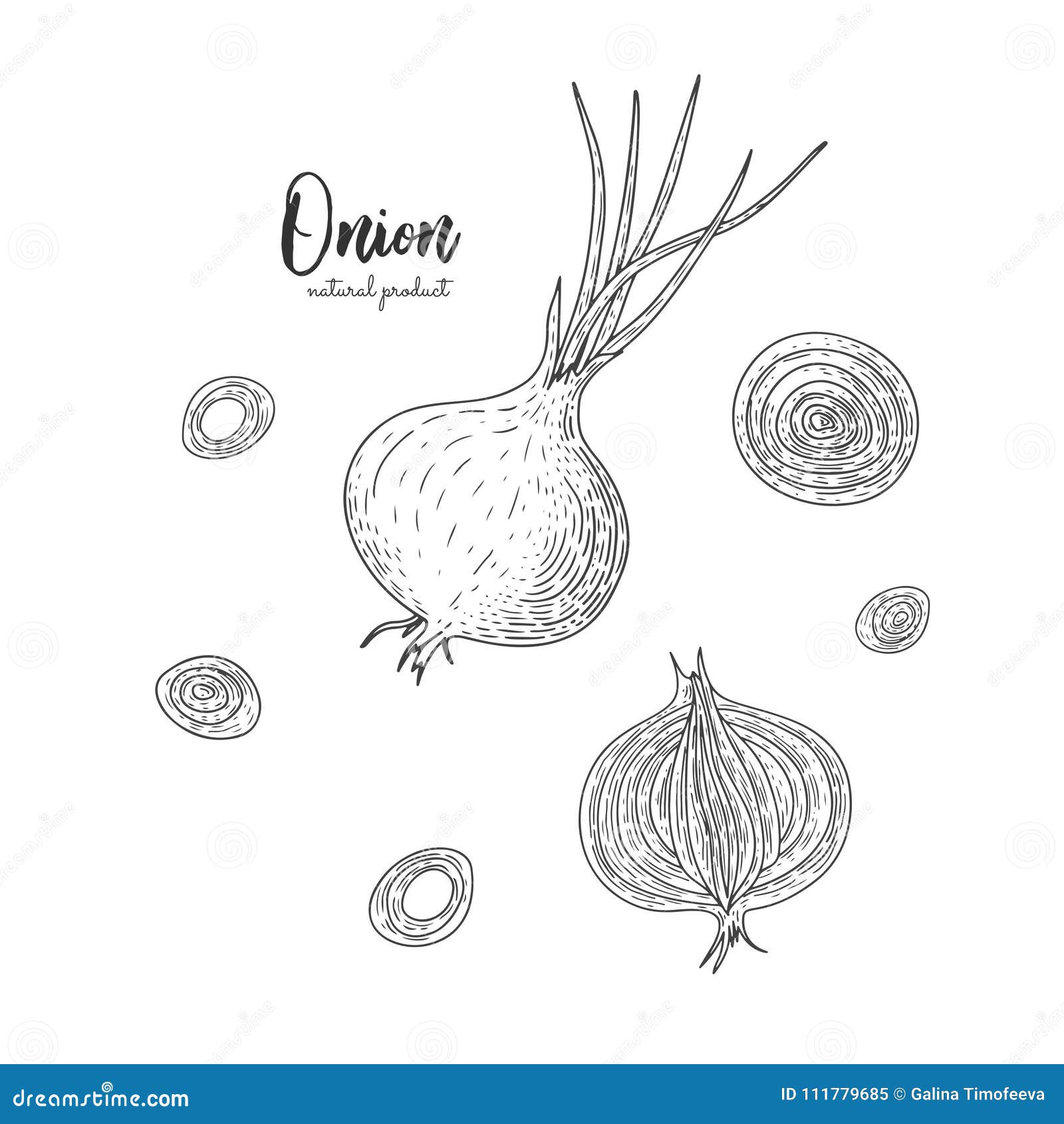 Illustration Tiree Par La Main D Oignon De Vecteur Dans Le Style De La Gravure Dessin Vegetarien Detaille De Nourriture Produit D Illustration De Vecteur Illustration Du Empaquetage Saveur
