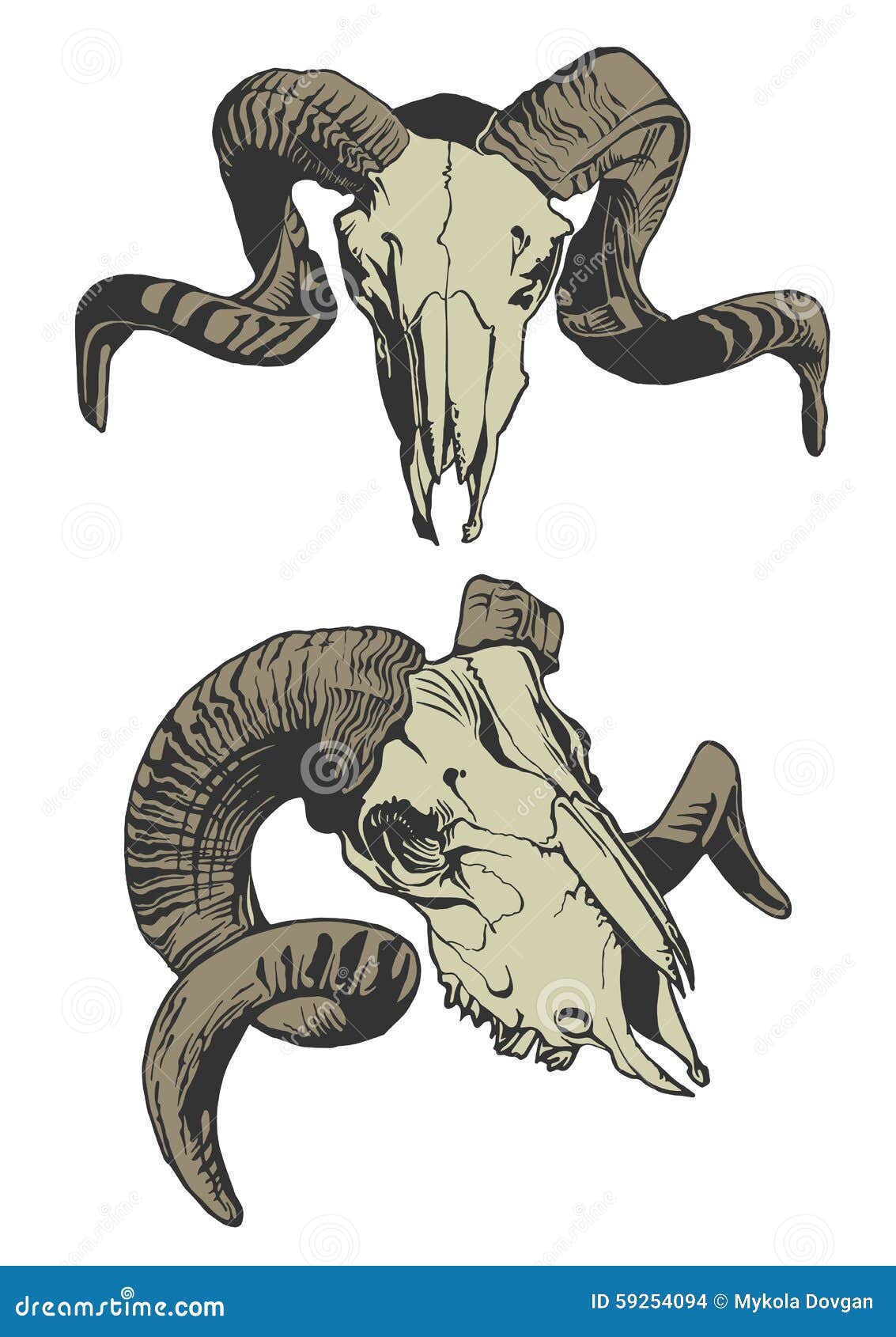 Lamb Anatomy Vector Illustration. Labeled Educational Inner Organ